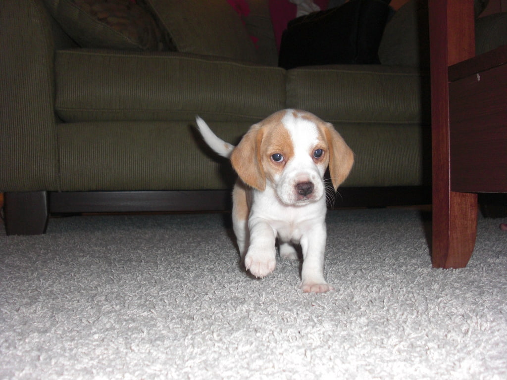 animal, baby, animals, 480P, pet, under, hd, beagle, table, dog, puppy, HD Wallpaper