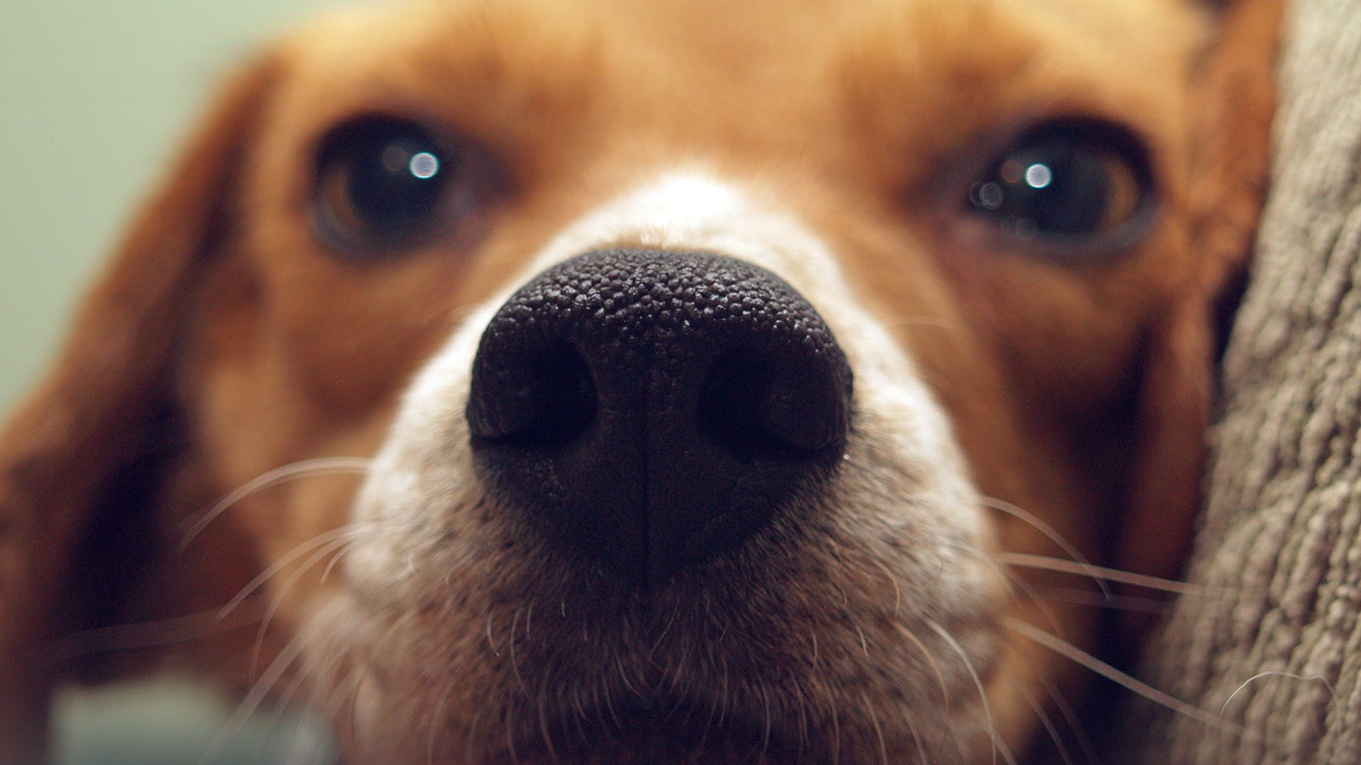canine, dog, nature, portrait, animal themes, domestic, beagle, animal eye, vertebrate, closeup, looking at camera, animal mouth, purebred dog, animal nose, HD Wallpaper