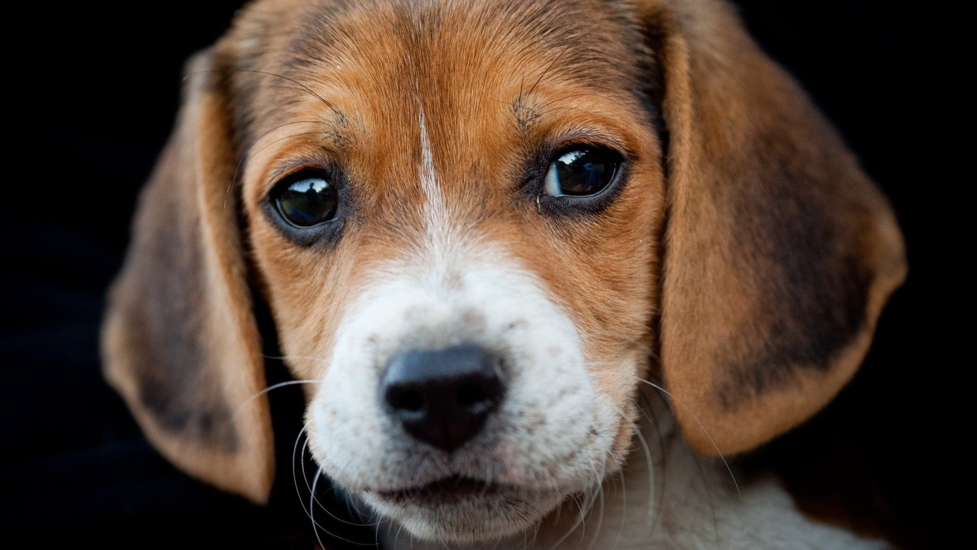 dog, cute, dark background, beagle, background, 1080P, small, photography, animals, dark, HD Wallpaper