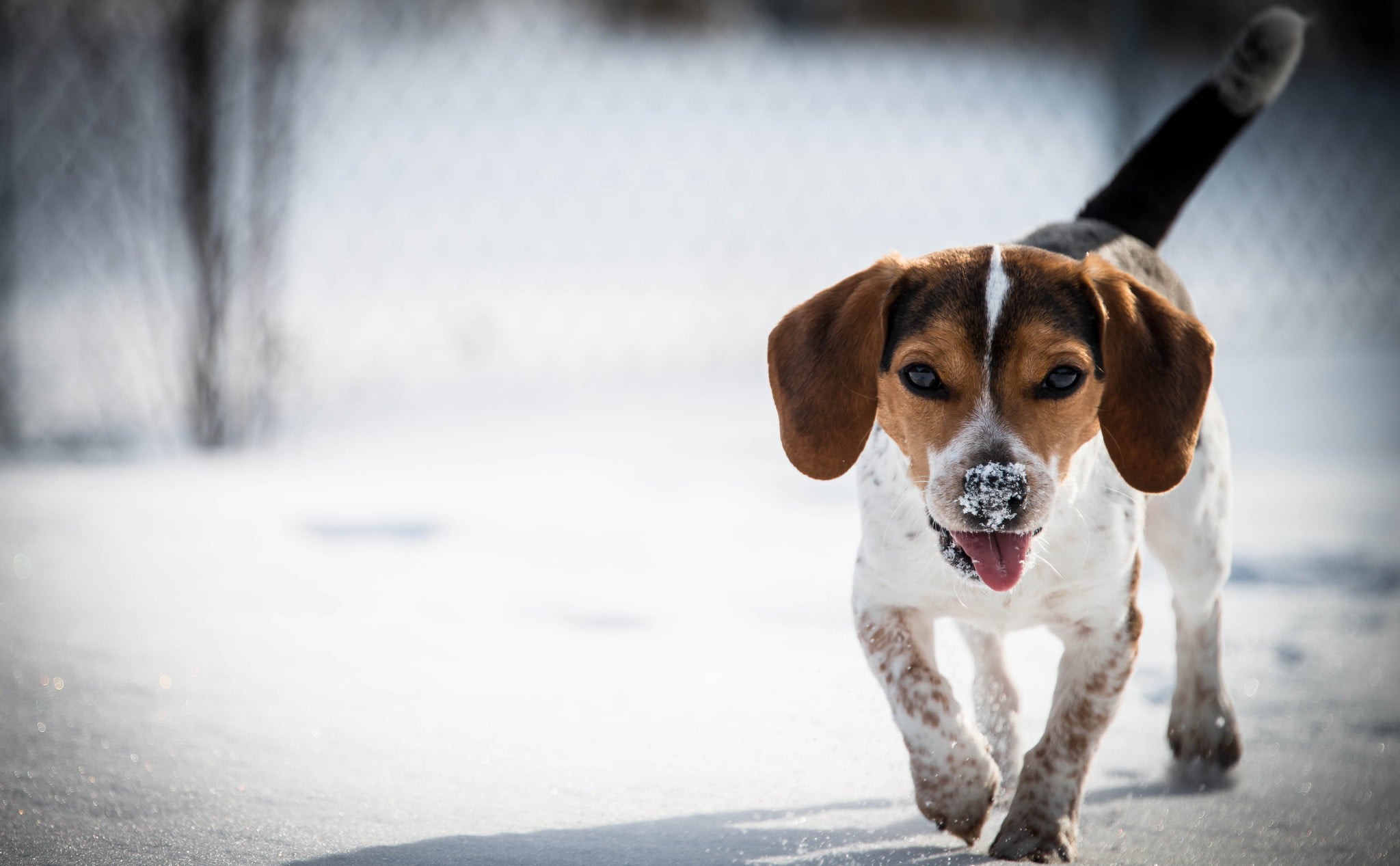 dog, no people, purebred Dog, jack russell terrier, young Animal, mammal, mouth open, looking at camera, outdoors, portrait, black, vertebrate, friendship, HD Wallpaper