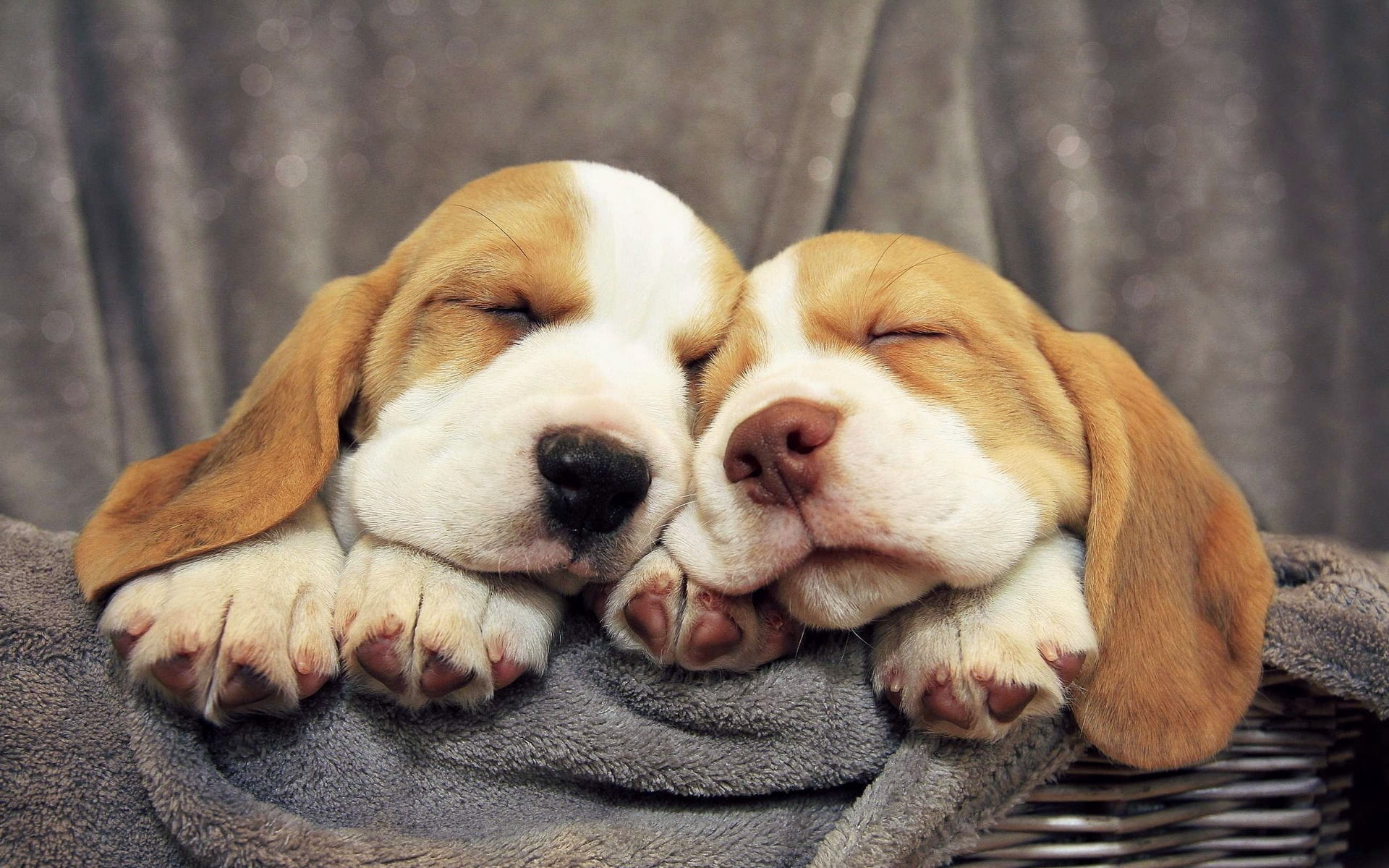 beagles, sitting, friendship, young Animal, purebred Dog, portrait, white, no People, indoors, domestic, pets, fur, studio Shot, puppy, animal body part, HD Wallpaper