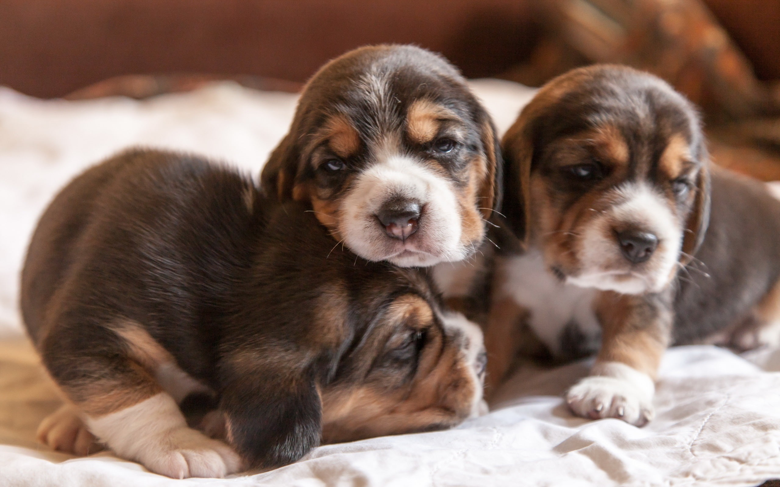 Home, 2K, Cute, Puppies, Beagles, HD Wallpaper