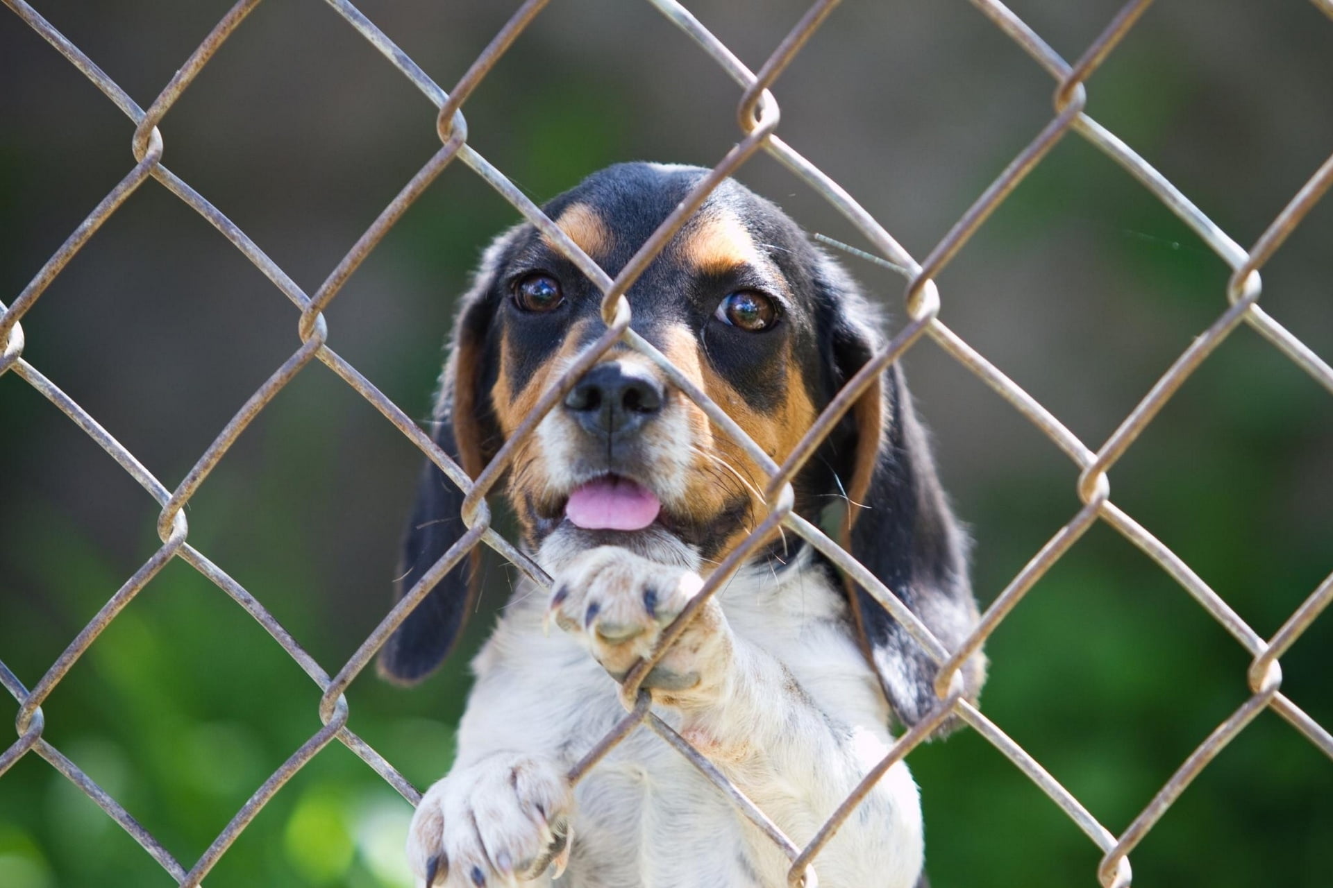 pets, boundary, day, purebred Dog, hound, one animal, black, animal Head, metal, outdoors, fence, looking, beagle, grass, domestic Animals, puppy, friendship, HD Wallpaper