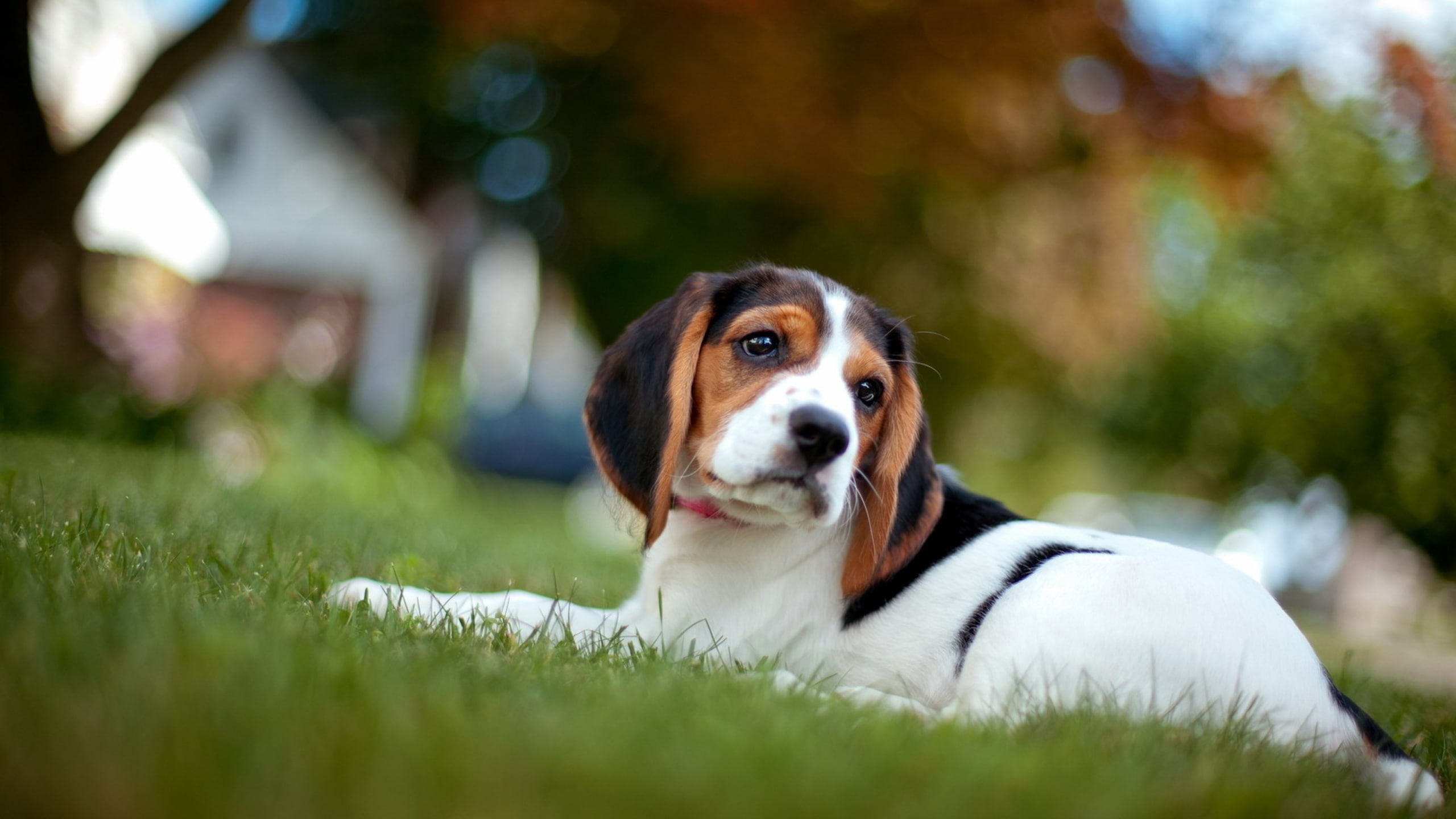 beagle, animals, dog, small, 2K, photography, cute, HD Wallpaper