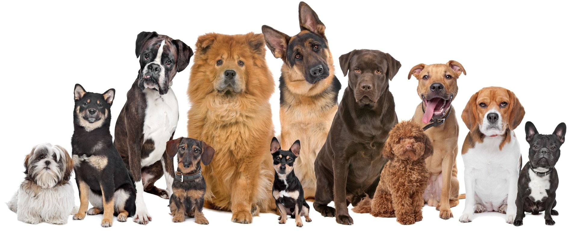 German Shepherd, Labrador, 1080P, Dogs, Dog, Boxer (Dog), Beagle, French Bulldog, HD Wallpaper