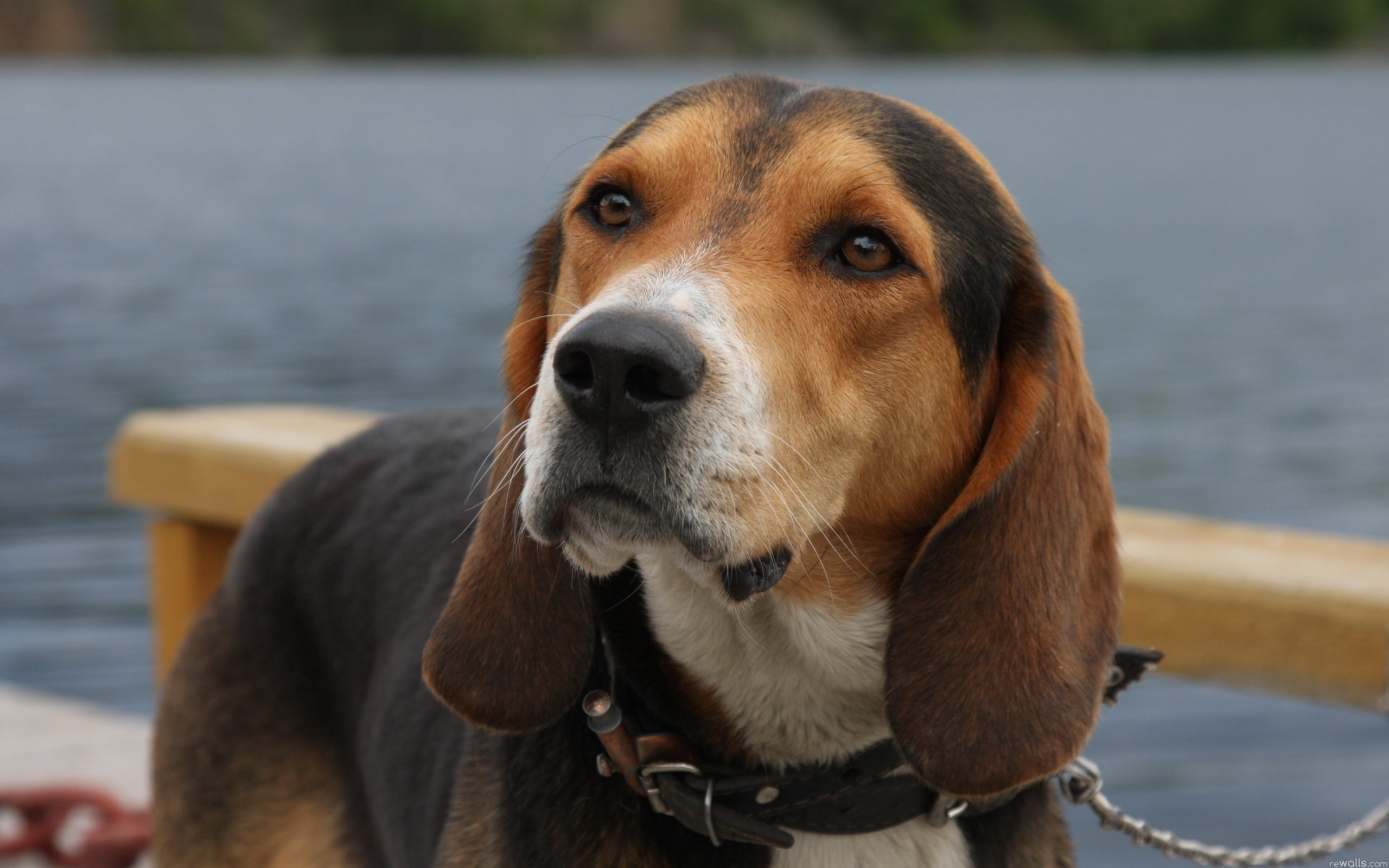 pet collar, cute, hound, dog, black, water, purebred Dog, white, summer, grass, domestic Animals, young Animal, animal Nose, vertebrate, animal themes, HD Wallpaper