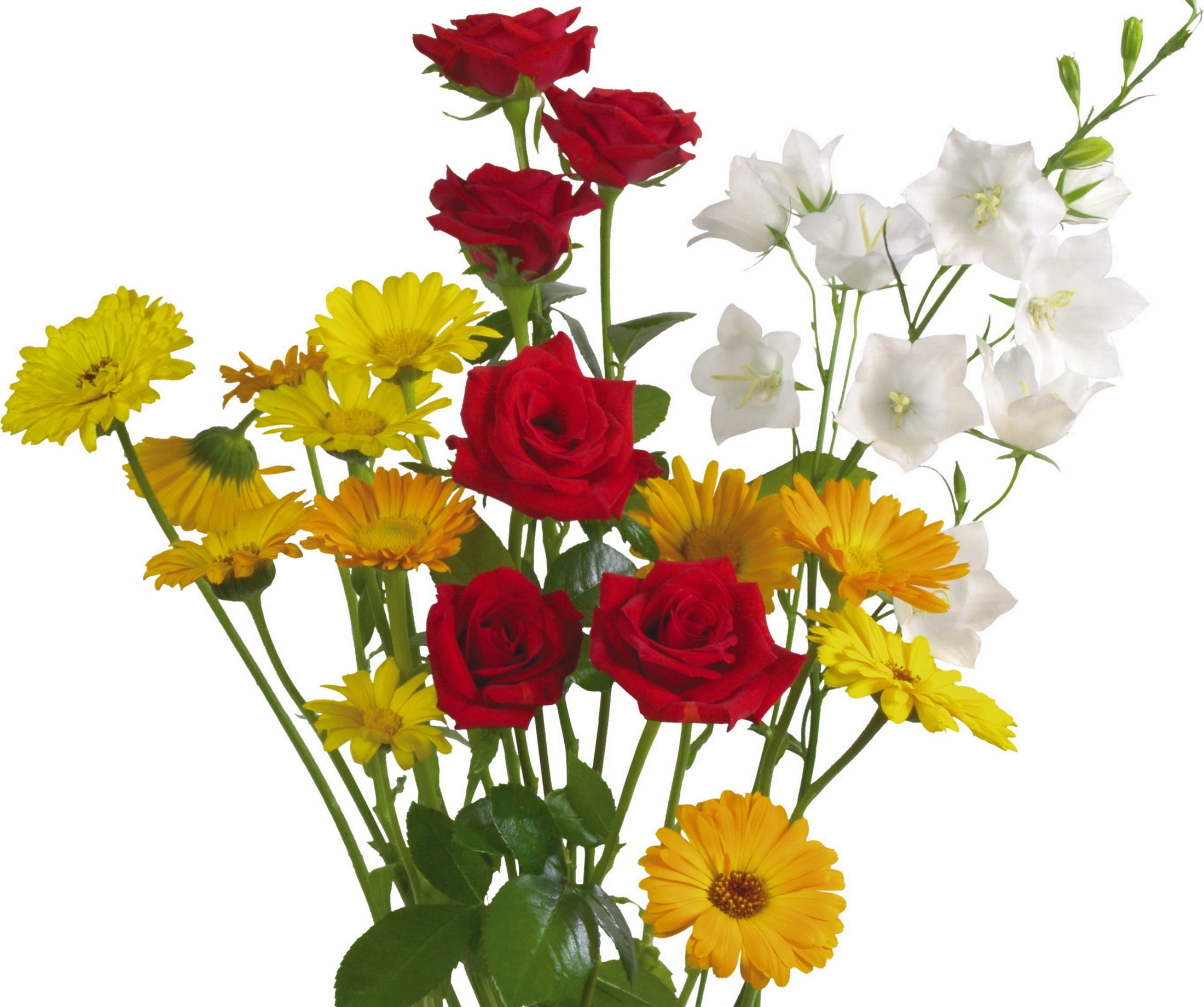 studio shot, summer, flower, yellow, rose - Flower, backgrounds, close-up, flower arrangement, romance, rose, flower Head, bunch of flowers, background, HD Wallpaper