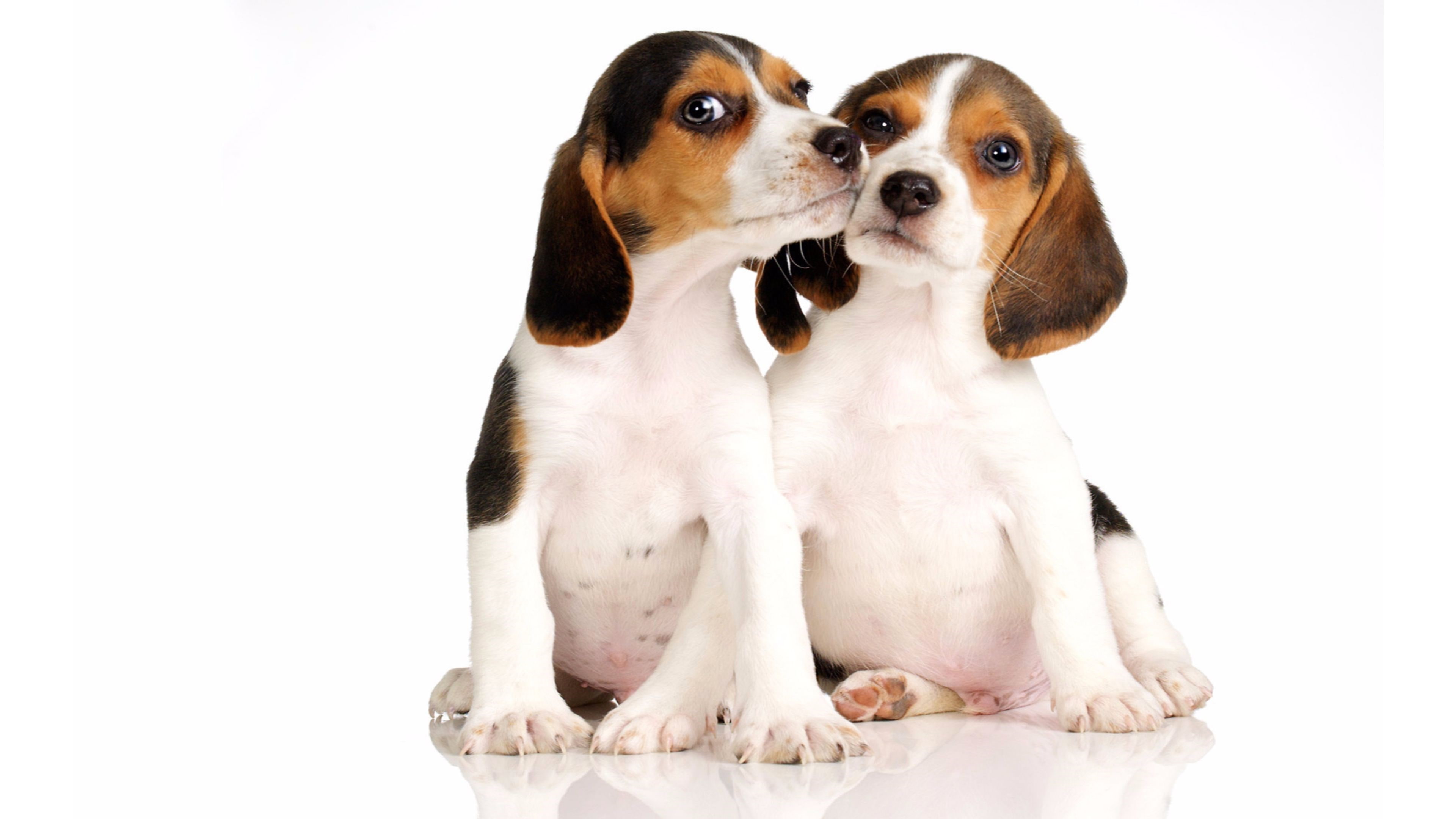 beagle, white background, looking, 4K, canine, domestic, purebred dog, beagle 4k hd  backgrounds, small, pets, dog, cute, vertebrate, one animal, animal, HD Wallpaper