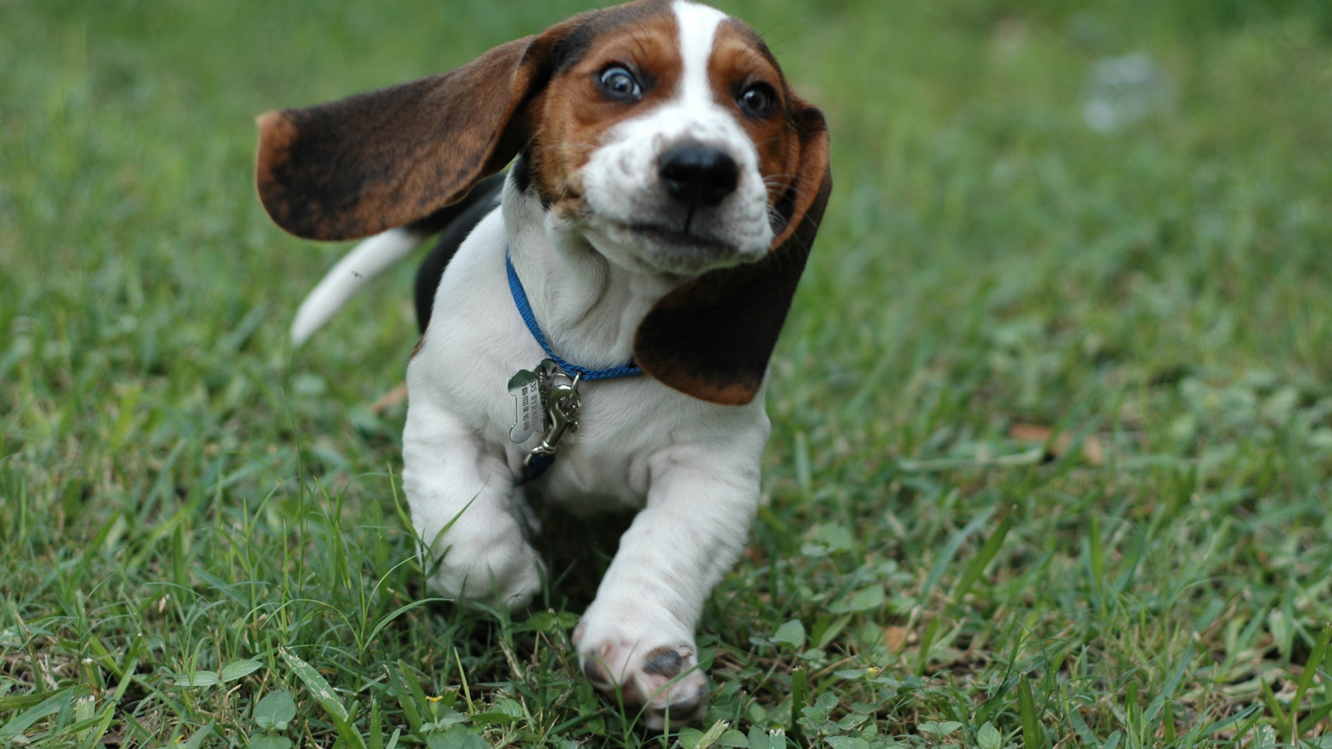 beagle, puppy, dog, hd, 1080P, animals, HD Wallpaper