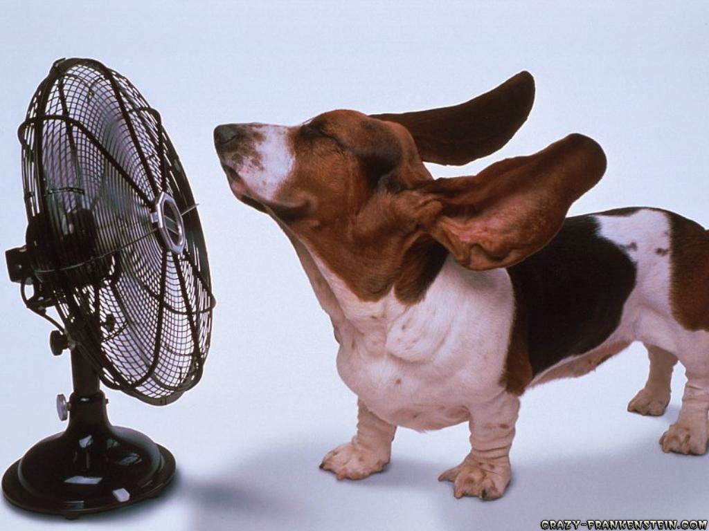 animals, beagle, art, fan, 480P, x, dogs, hd, HD Wallpaper