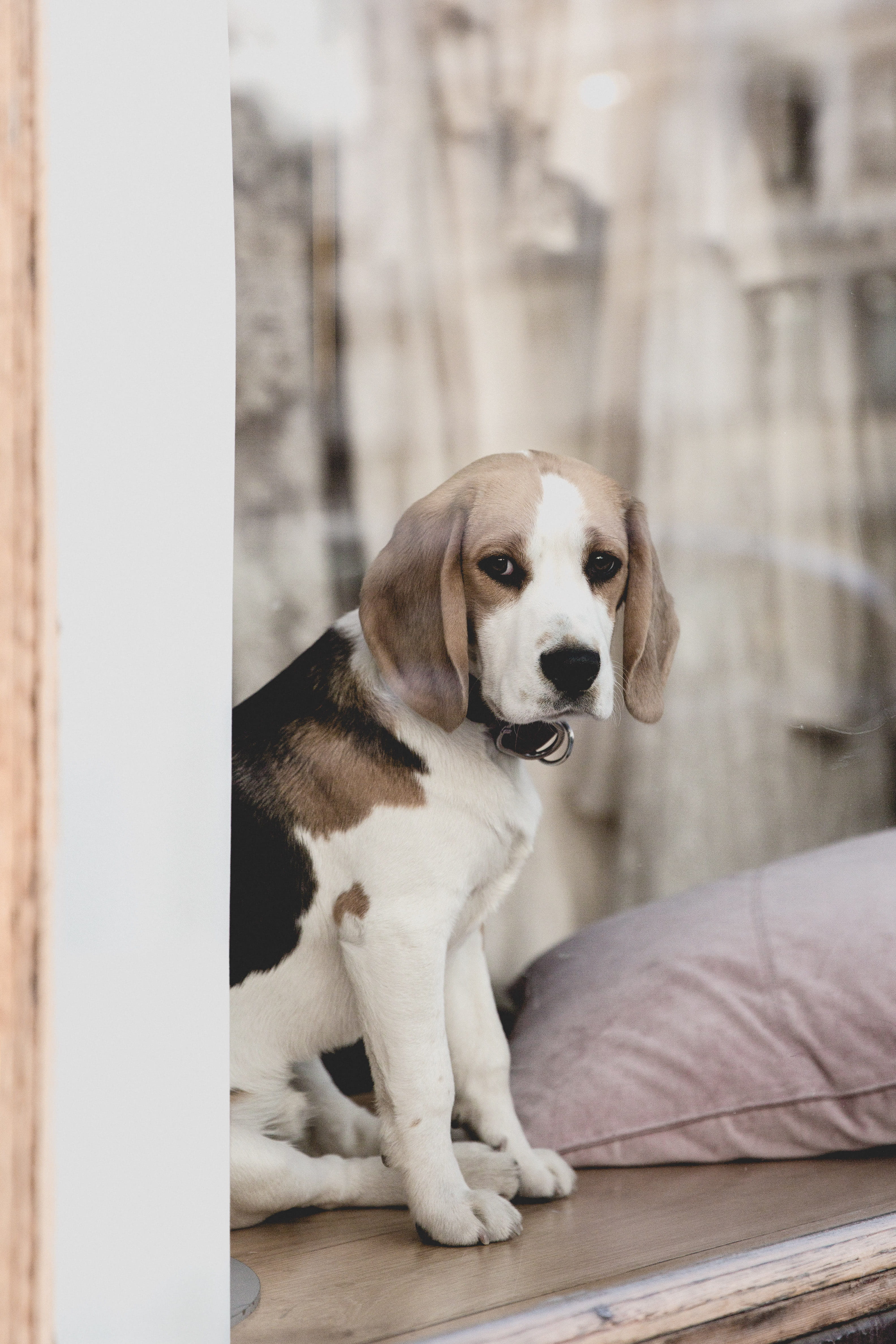 tri, surface, domestic animals, adult, friend, cushion, sitting, pets, beagle, looking away, pet, animal, day, dog, wait, ear, no people, vertebrate, stockholm, Phone HD Wallpaper