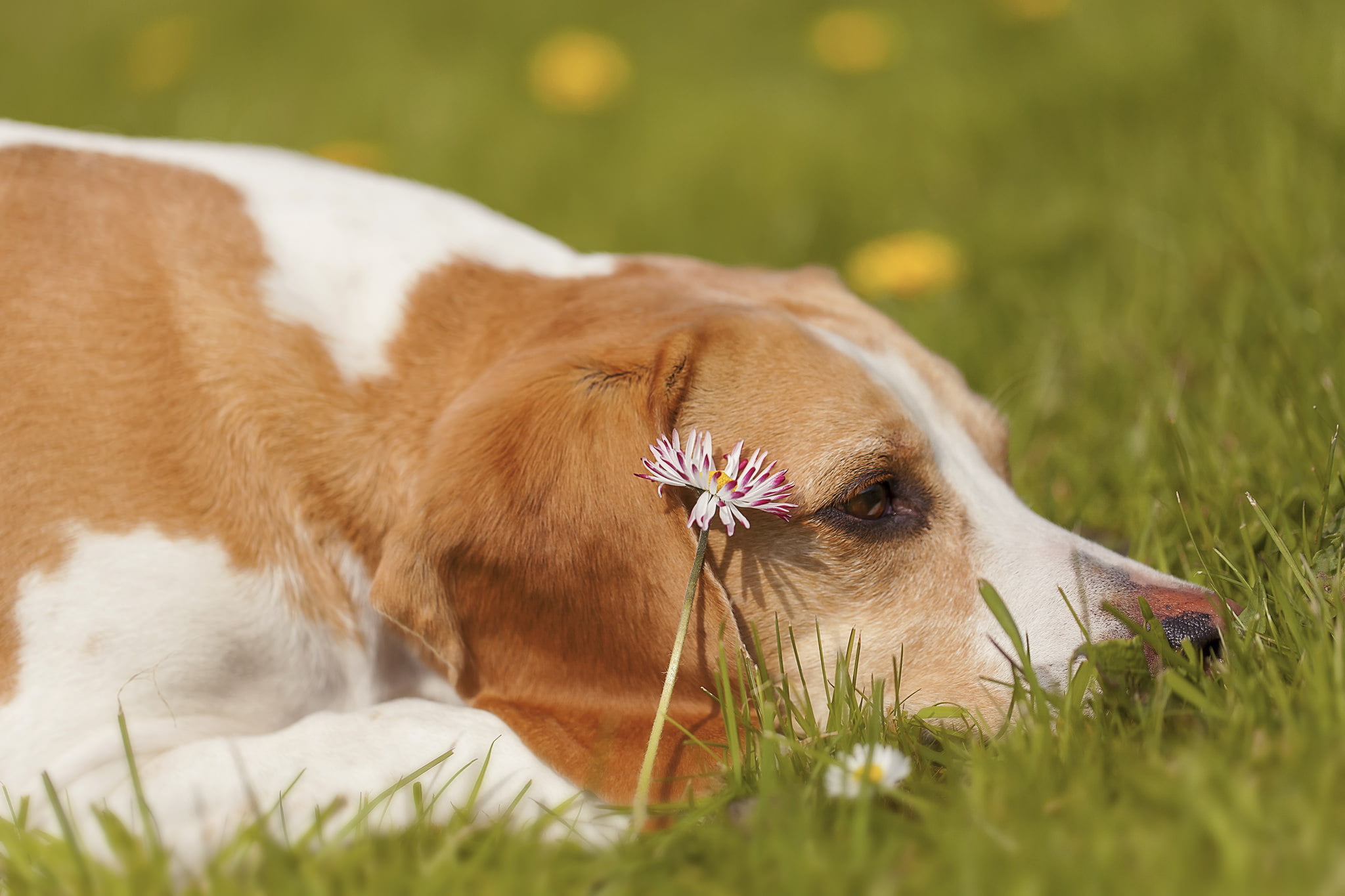 lemon, animal, purebred Dog, domestic, brown, looking, land, flower, vertebrate, day, adult, nature, hound, canine, puppy, selective focus, animal head, HD Wallpaper