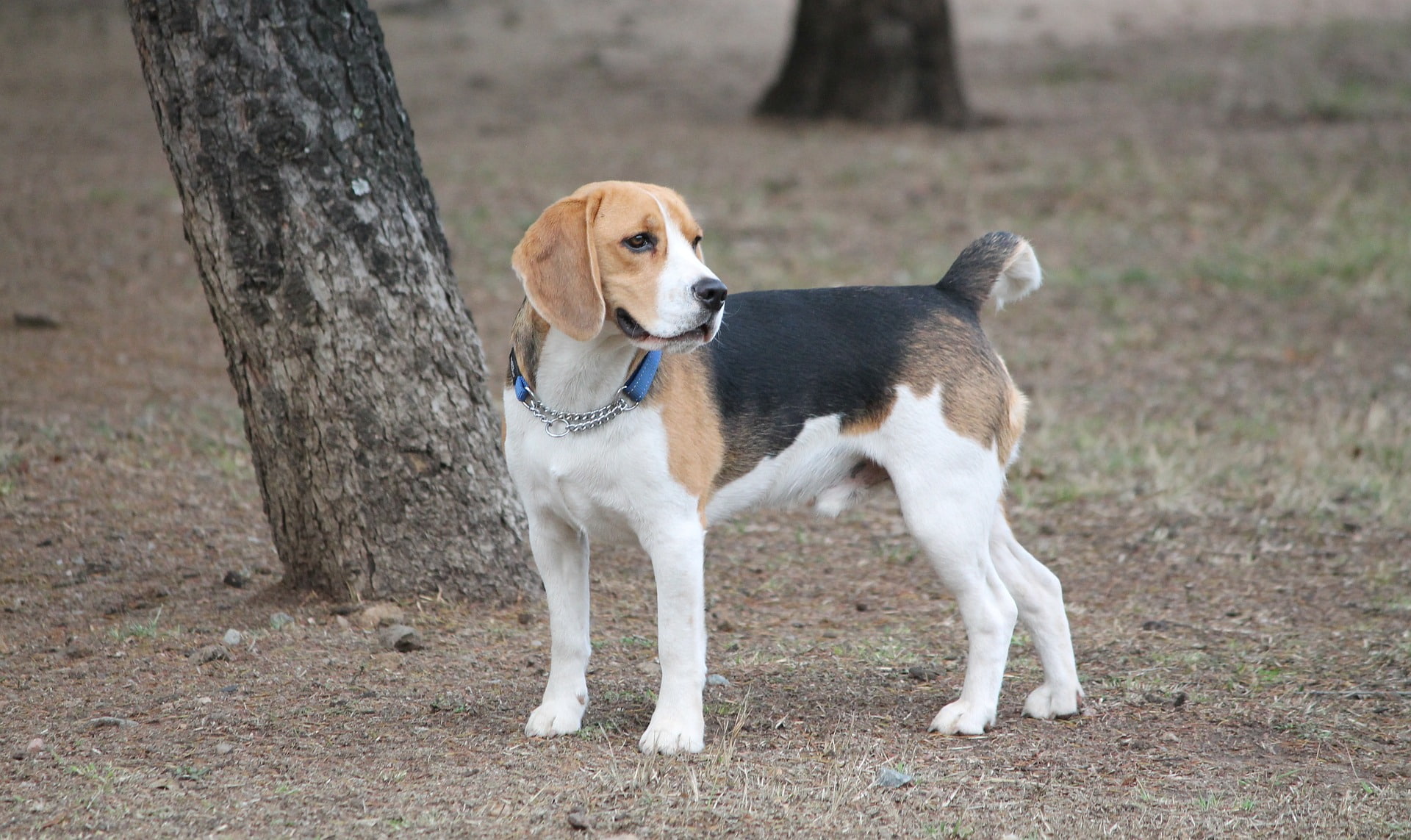 1080P, Beagle, Dogs, HD Wallpaper