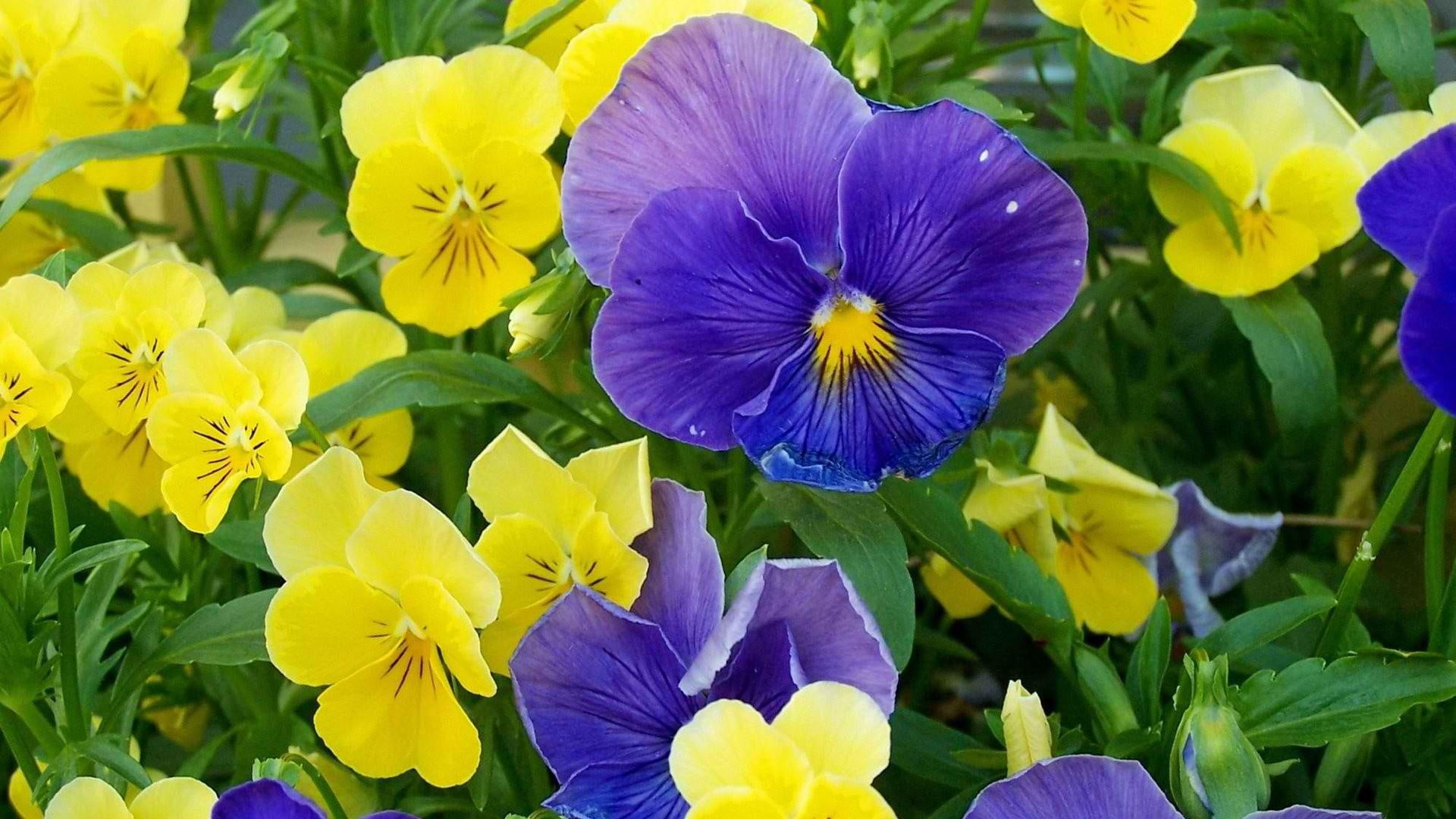 pansies, flowers, purple, blue, yellow, nature, nature and landscapes, 1080P, HD Wallpaper