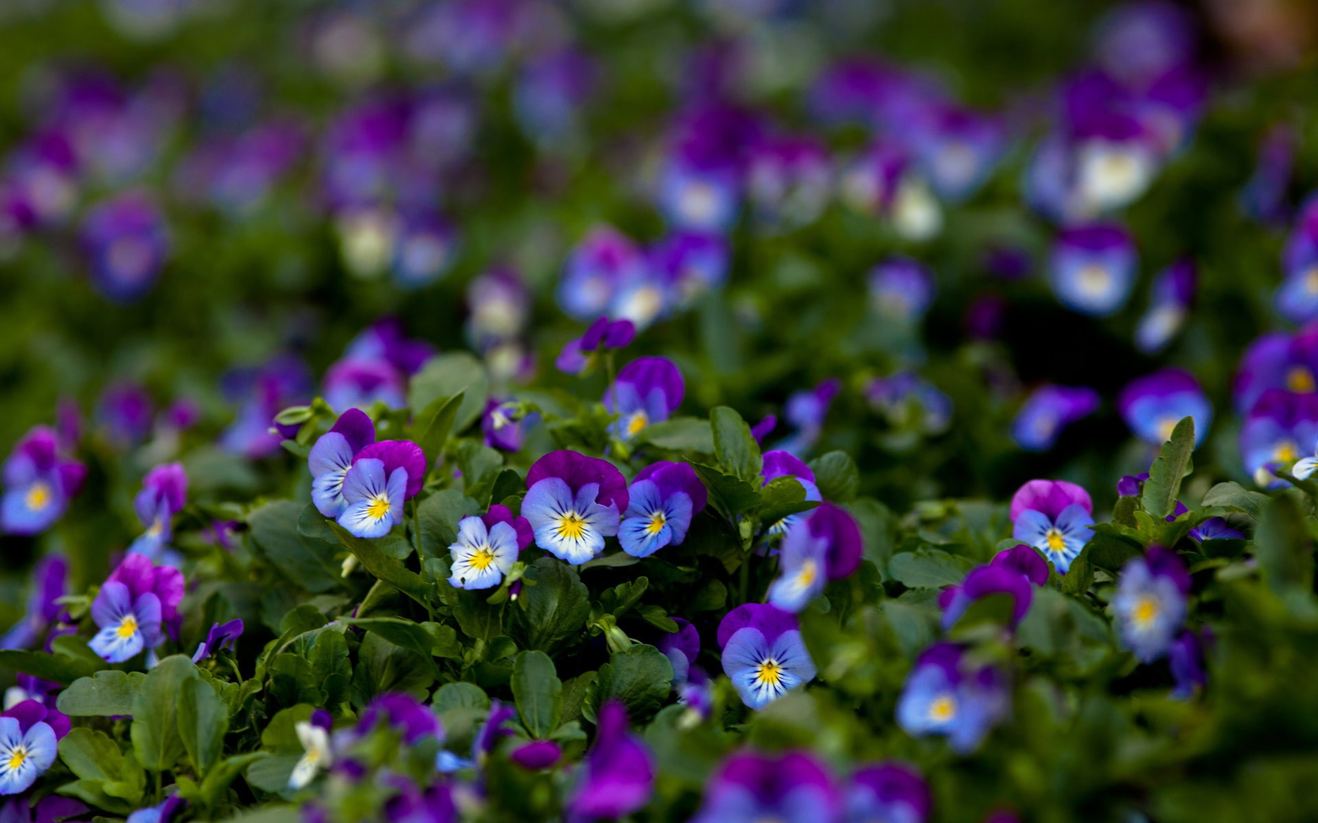 Leaves, Macro, Green, Pansy, Purple, 1080P, Flowers, HD Wallpaper
