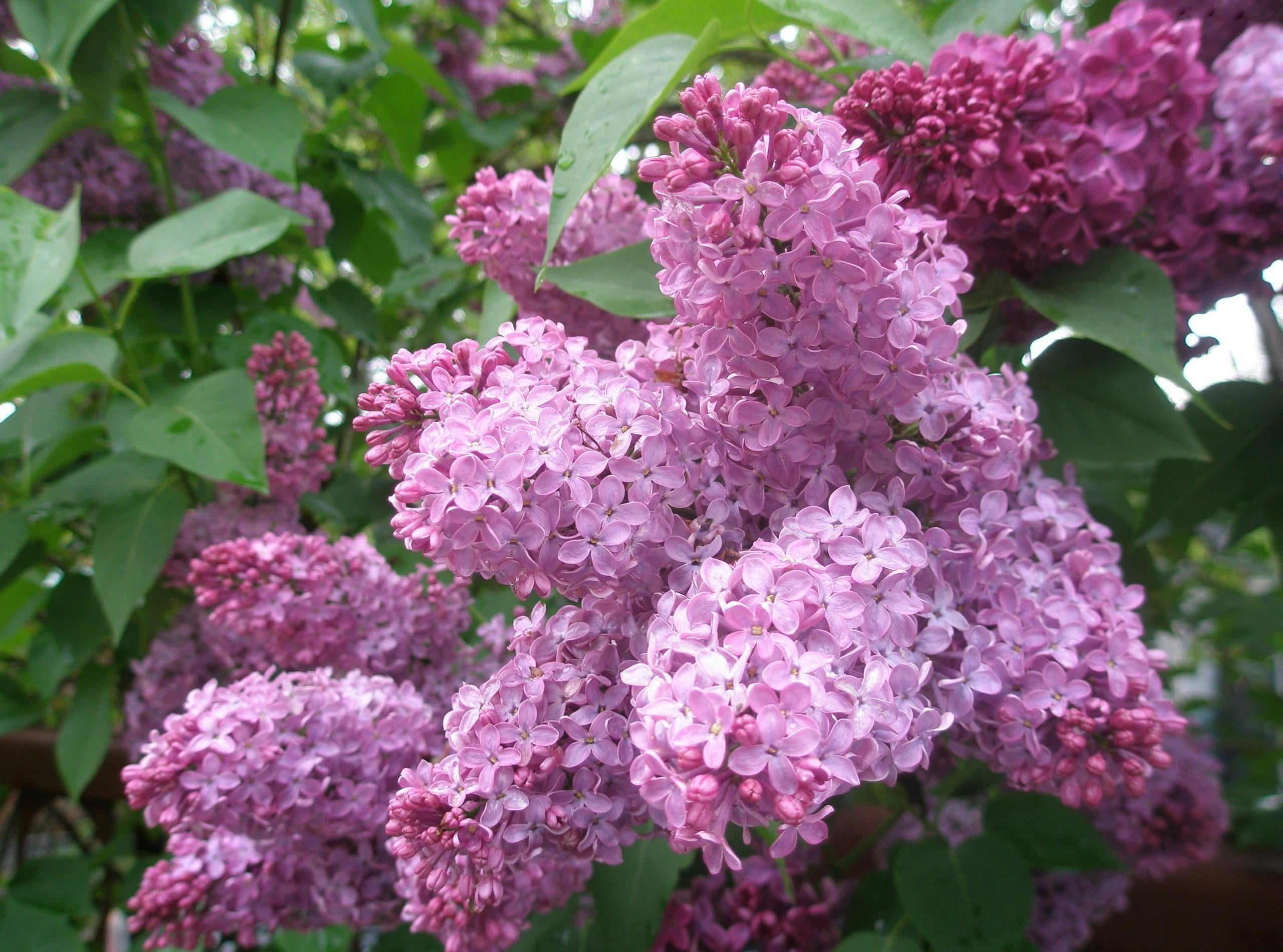 plant, growth, no People, freshness, lilacs, blossom, spring, day, plant part, inflorescence, petal, pink Color, tree, bloom, backgrounds, flowers, vulnerability, HD Wallpaper