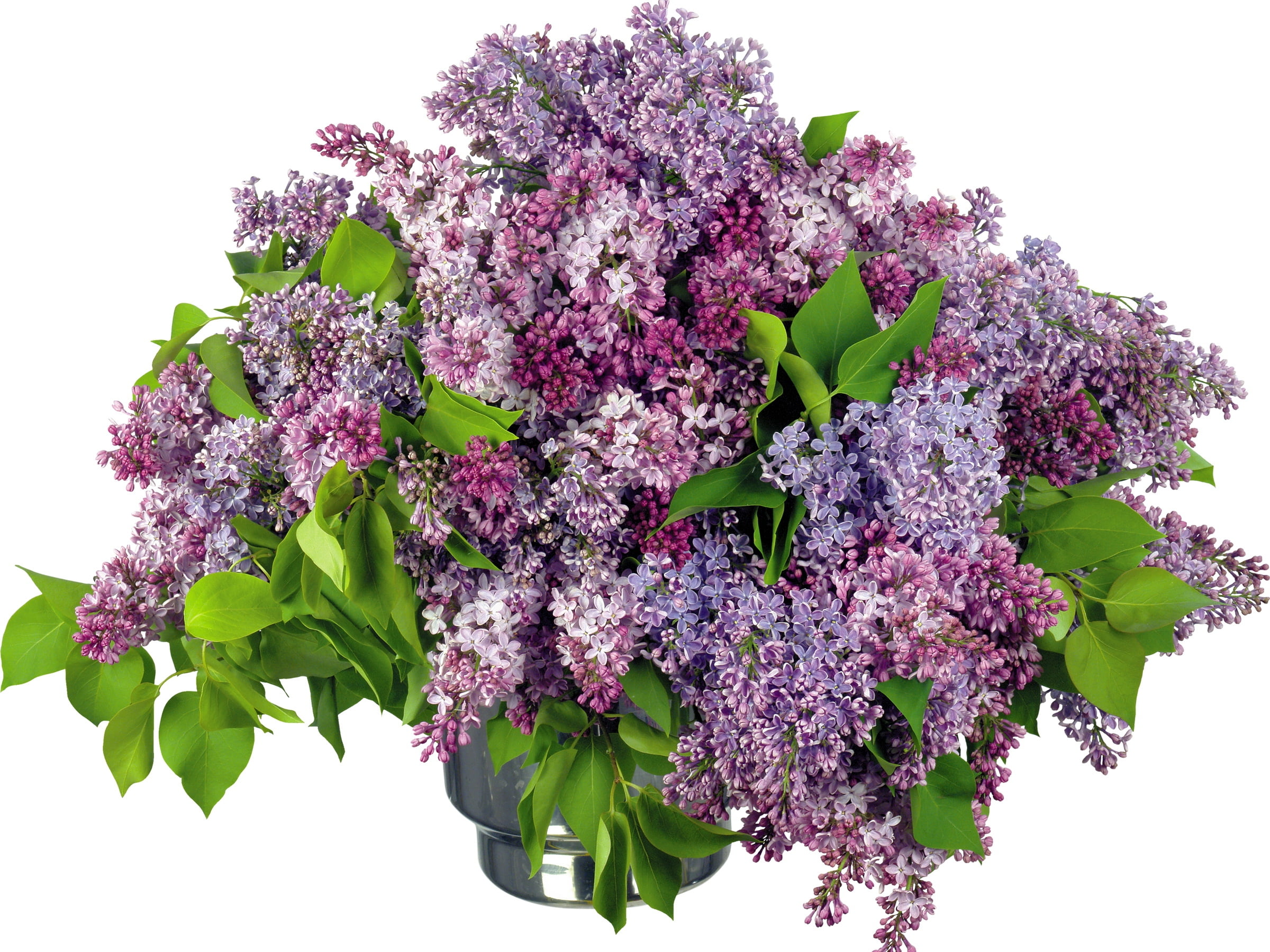 nature, scented, vulnerability, purple, petal, flowering plant, multi Colored, big, blossom, romance, growth, blue, branch, plant, isolated, plant part, HD Wallpaper