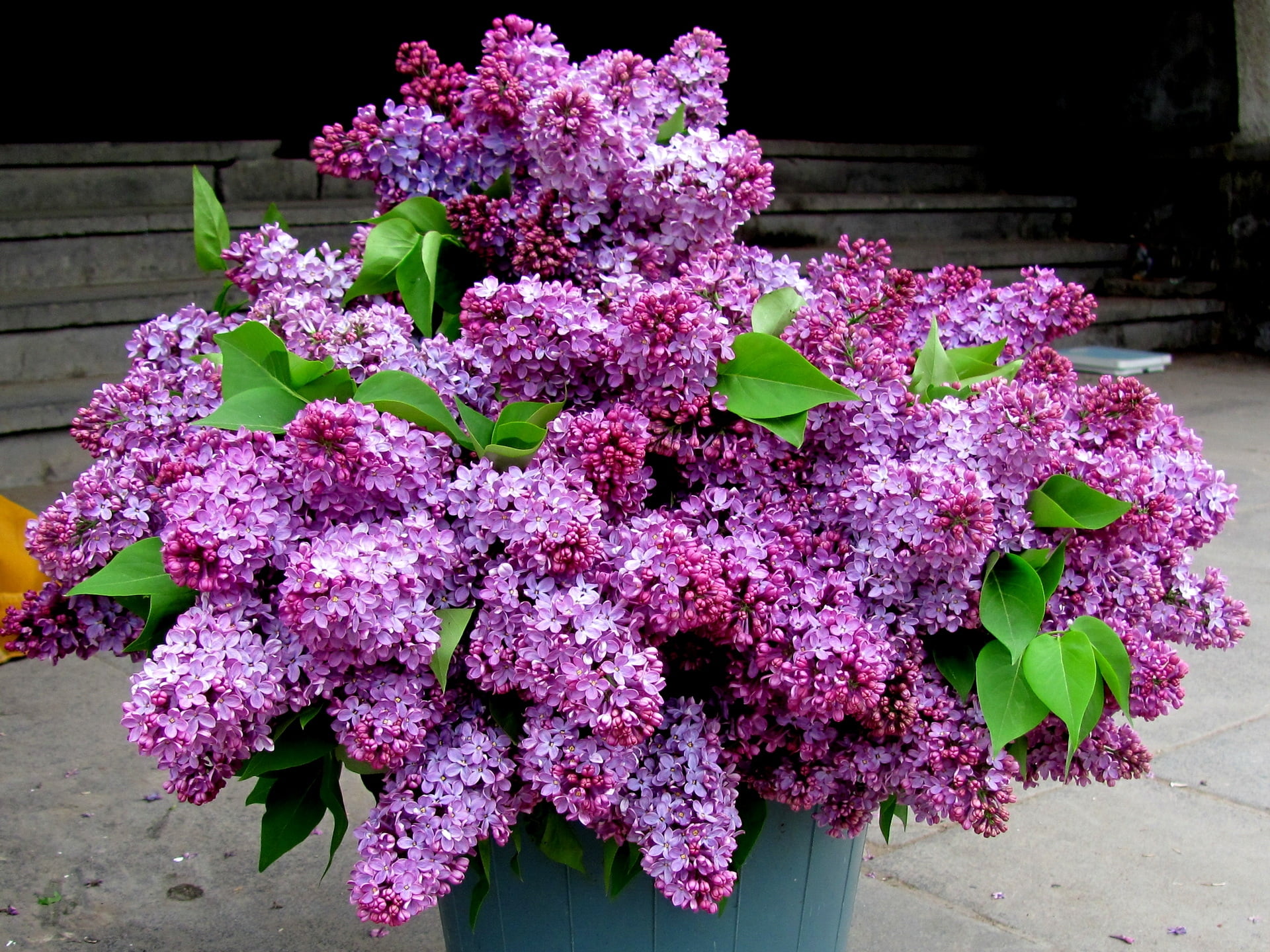 lilac, inflorescence, season, bunch of flowers, hydrangea, 1080P, growth, no People, green Color, leaf, vulnerability, close-up, arrangement, backgrounds, HD Wallpaper
