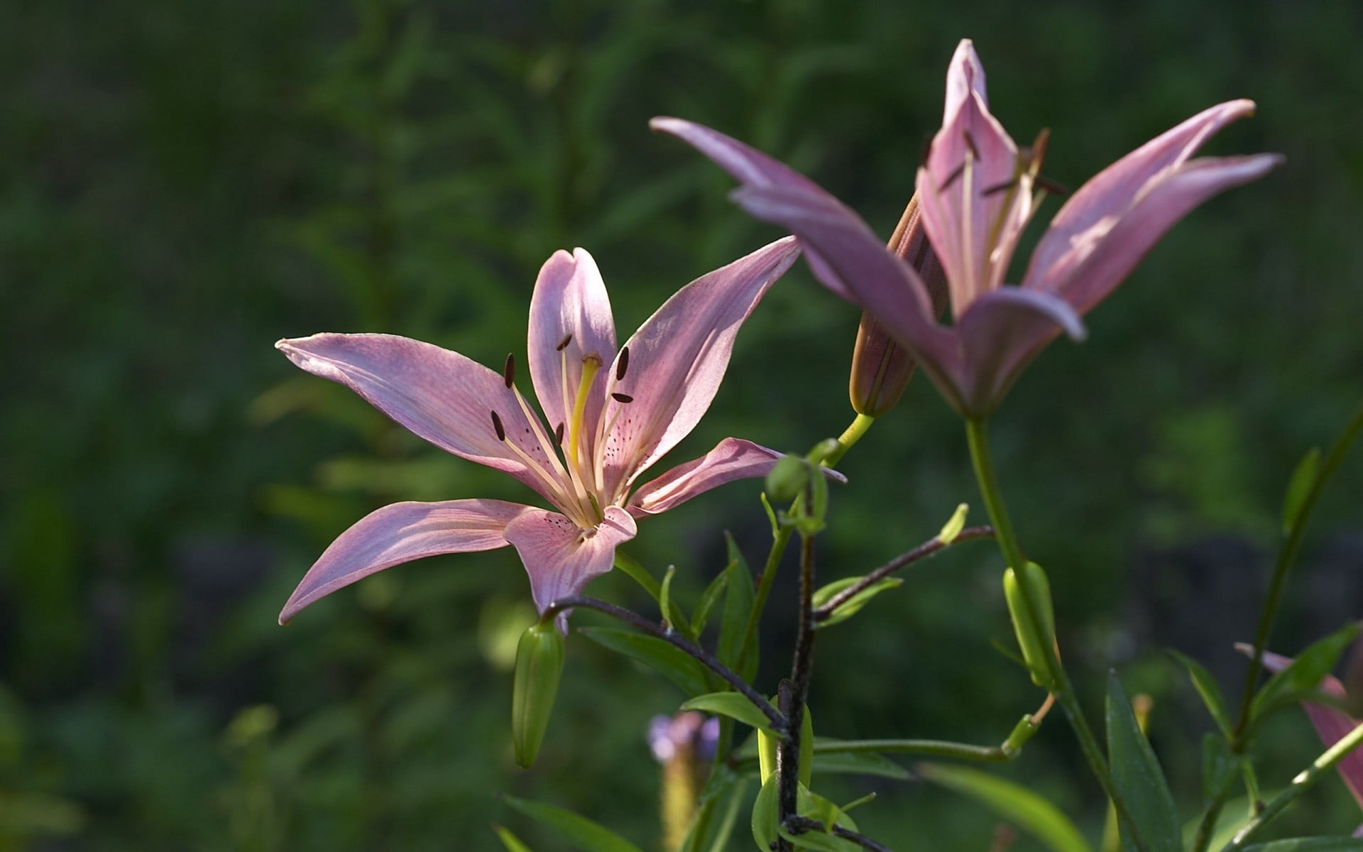 pink color, green color, botany, vulnerability, petaled, pollen, pink, beauty in nature, nature, freshness, lilies, flowering plant, flower head, close-up, HD Wallpaper
