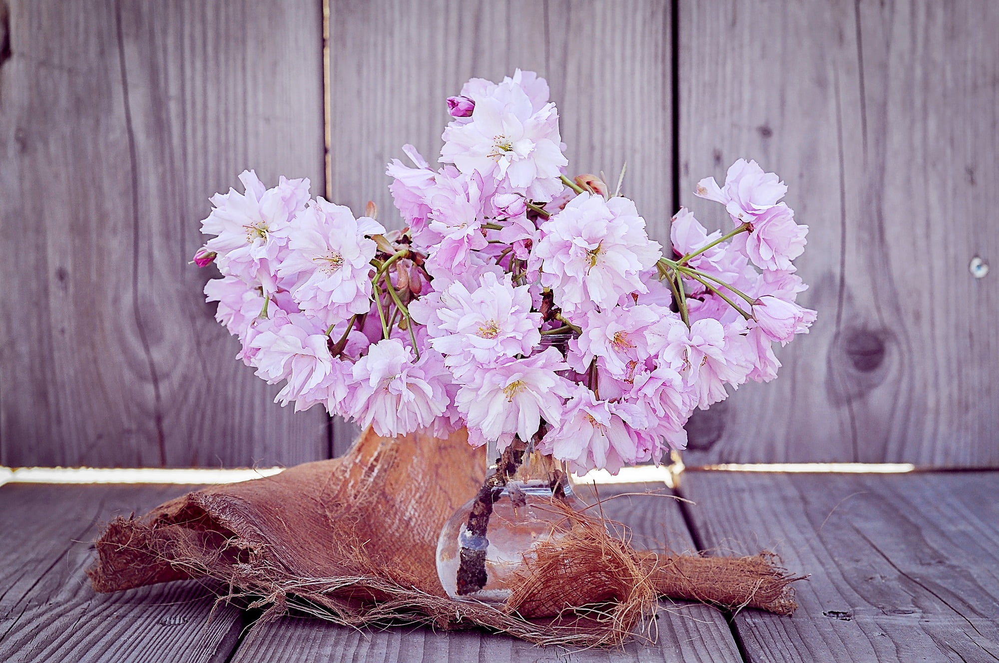 vase, bloom, spring, flowering plant, boundary, flowers, nature, cherry blossom branches, flower, wood - Material, surface, fence, outdoors, inflorescence, HD Wallpaper