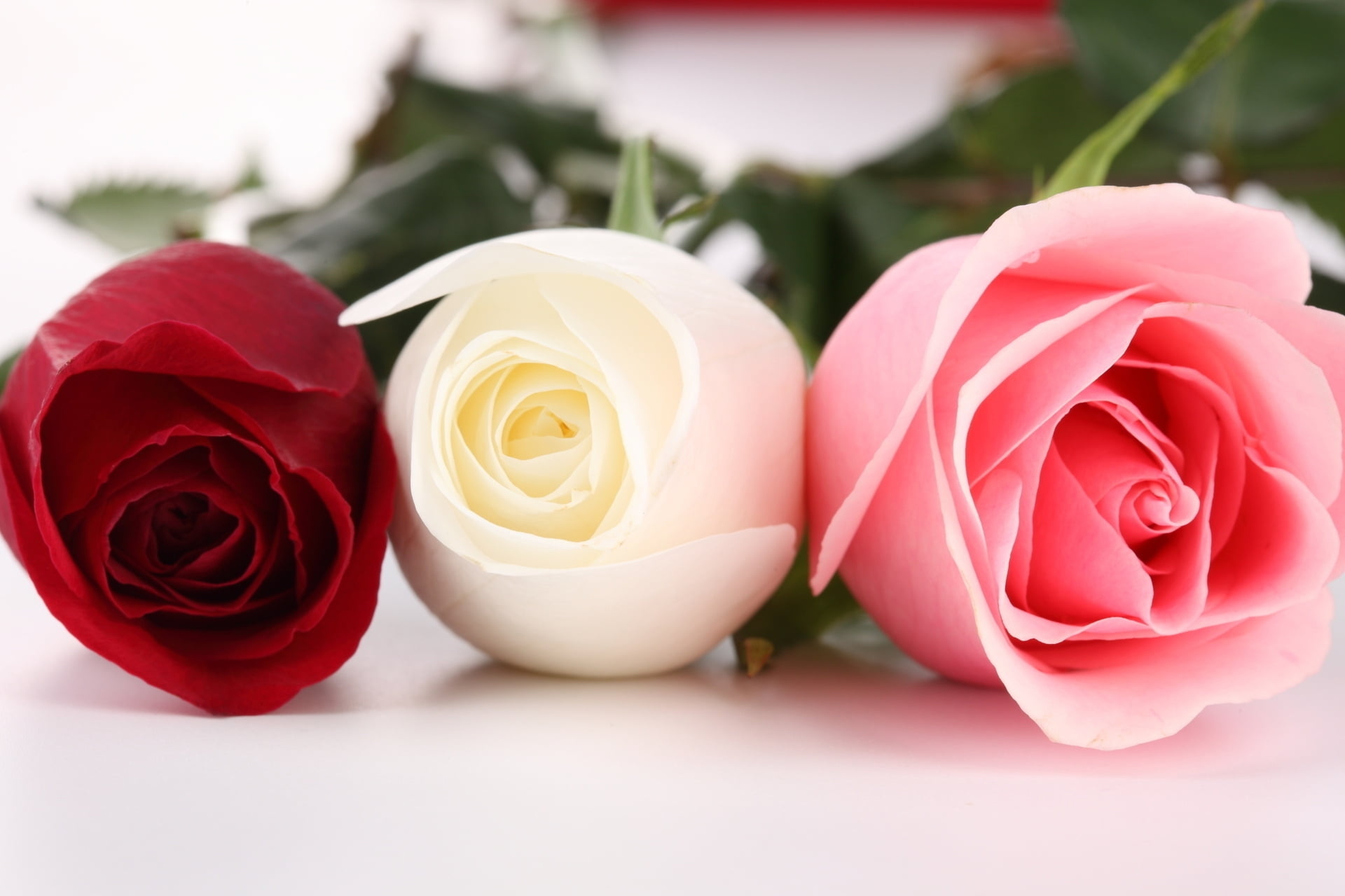 close-up, rose - Flower, 1080P, gift, buds, red, romance, flower Head, flower, blossom, flowers, vulnerability, pink, three, beauty In Nature, bouquet, HD Wallpaper