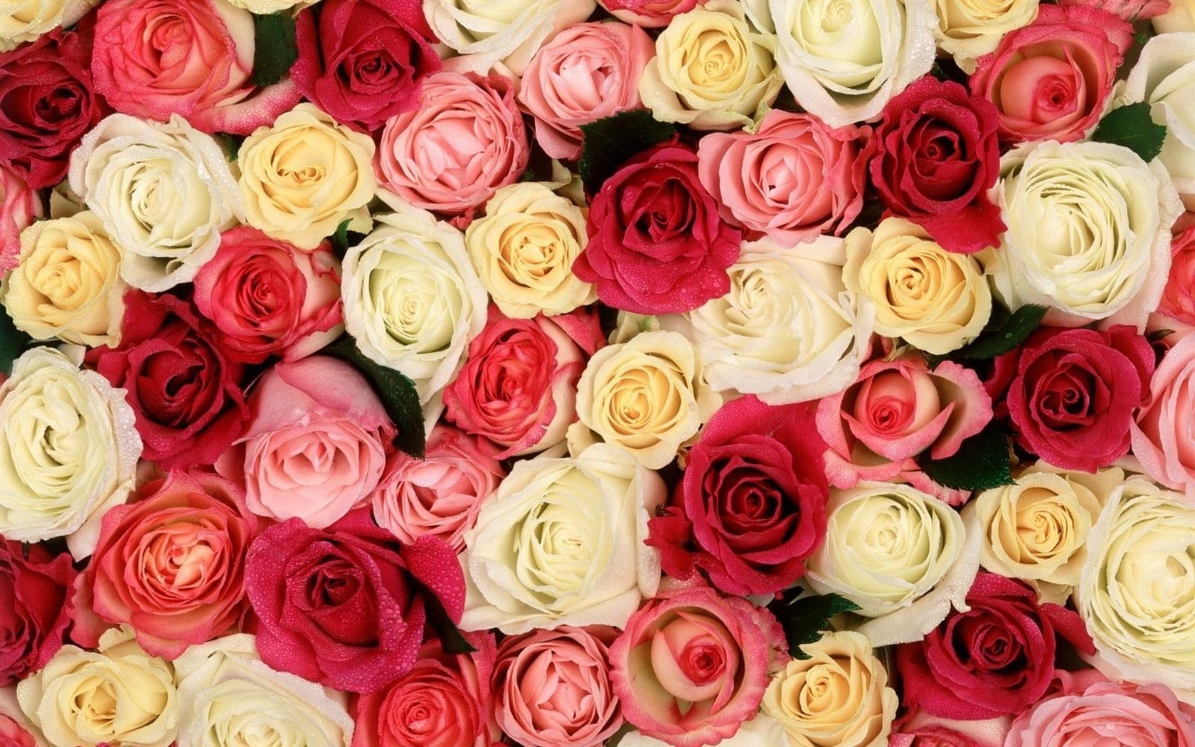 no people, celebration, many, valentines Day - Holiday, beauty In Nature, flower Head, buds, elegance, pink Color, yellow, retail, rose, flowers, flowering plant, HD Wallpaper