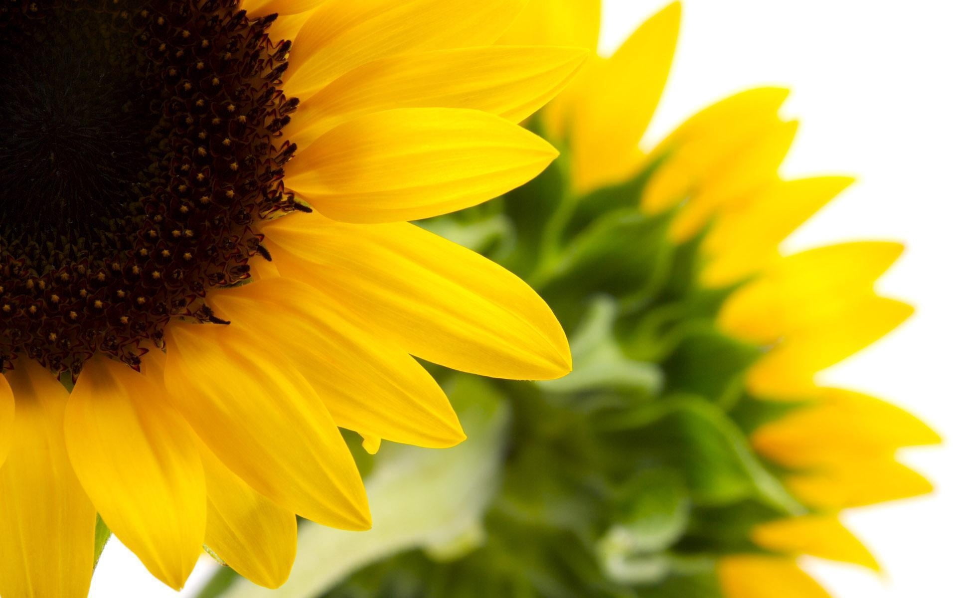 plant, backgrounds, sunflower, nature, agriculture, summer, season, pollen, blossom, close-up, multi Colored, flowering, green, daisy, outdoors, vibrant Color, HD Wallpaper