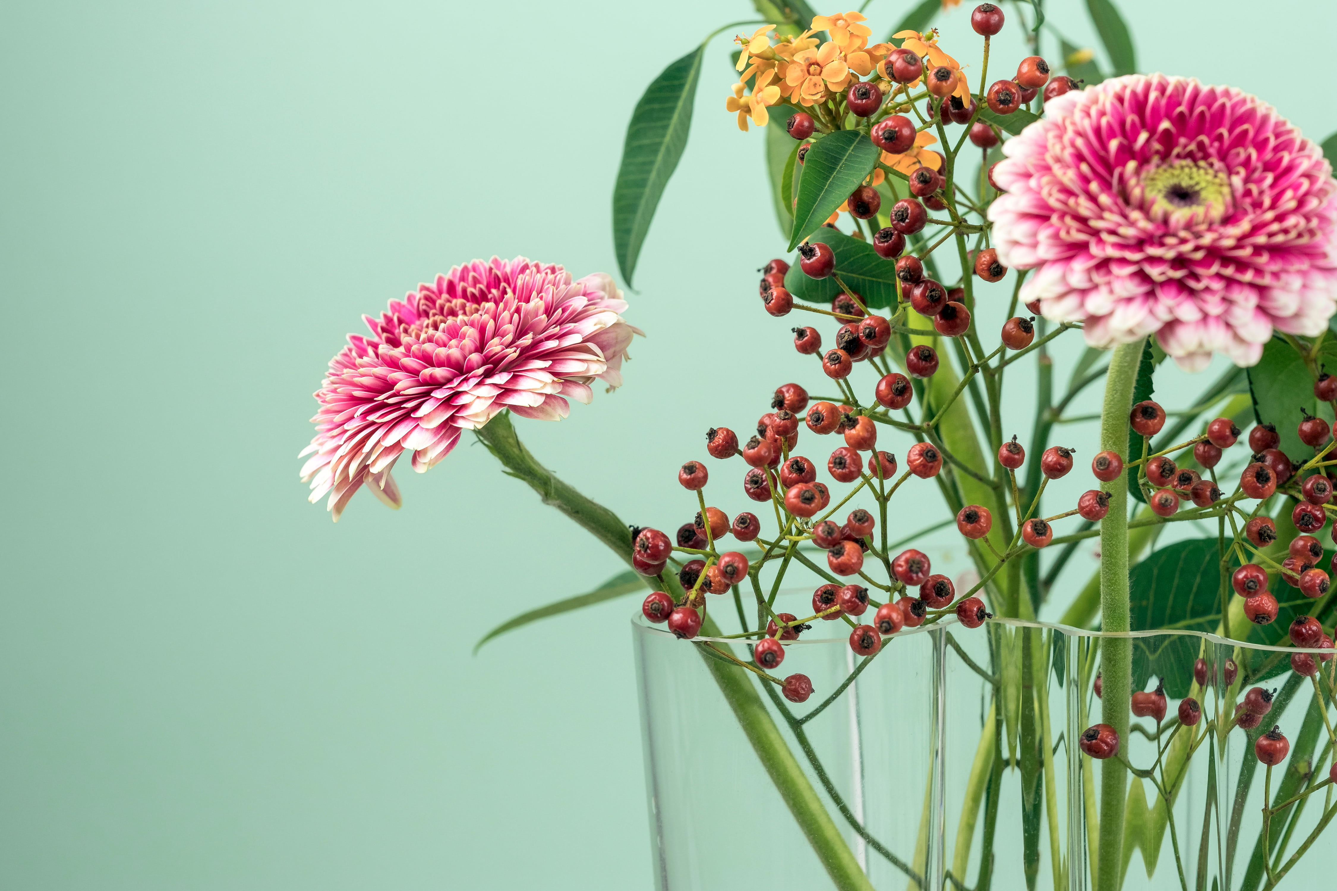 freshness, vase, leaf, beauty in nature, petals, centerpiece, photography, flower head, pink, plant part, colored background, flower, selective, close-up, HD Wallpaper