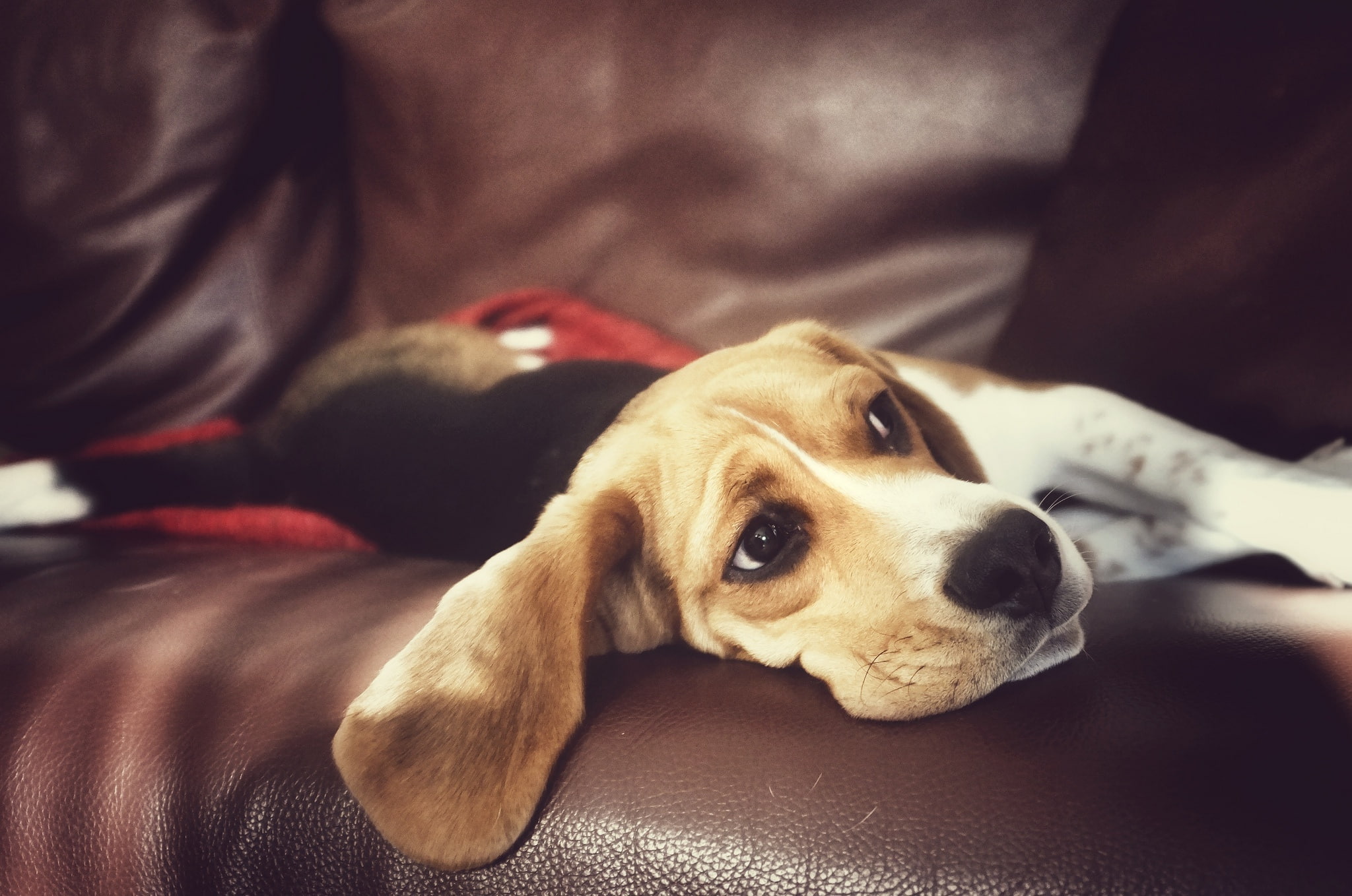 1080P, Beagle, dog, look, house, HD Wallpaper