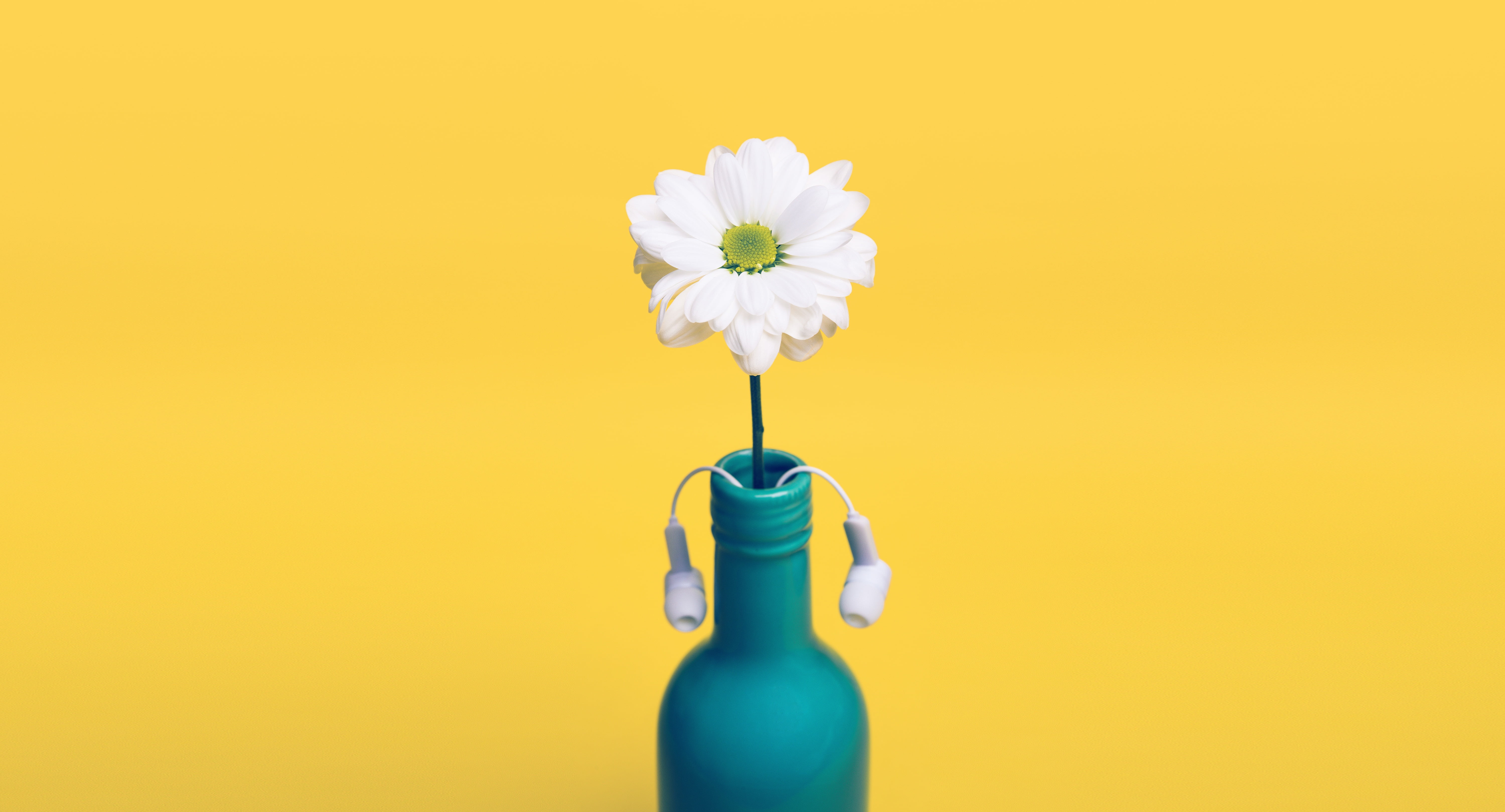 flower Head, summer, centerpiece, plant, single Flower, colored background, daisy, 5K, container, cut out, white, blossom, single Object, petal, no People, HD Wallpaper