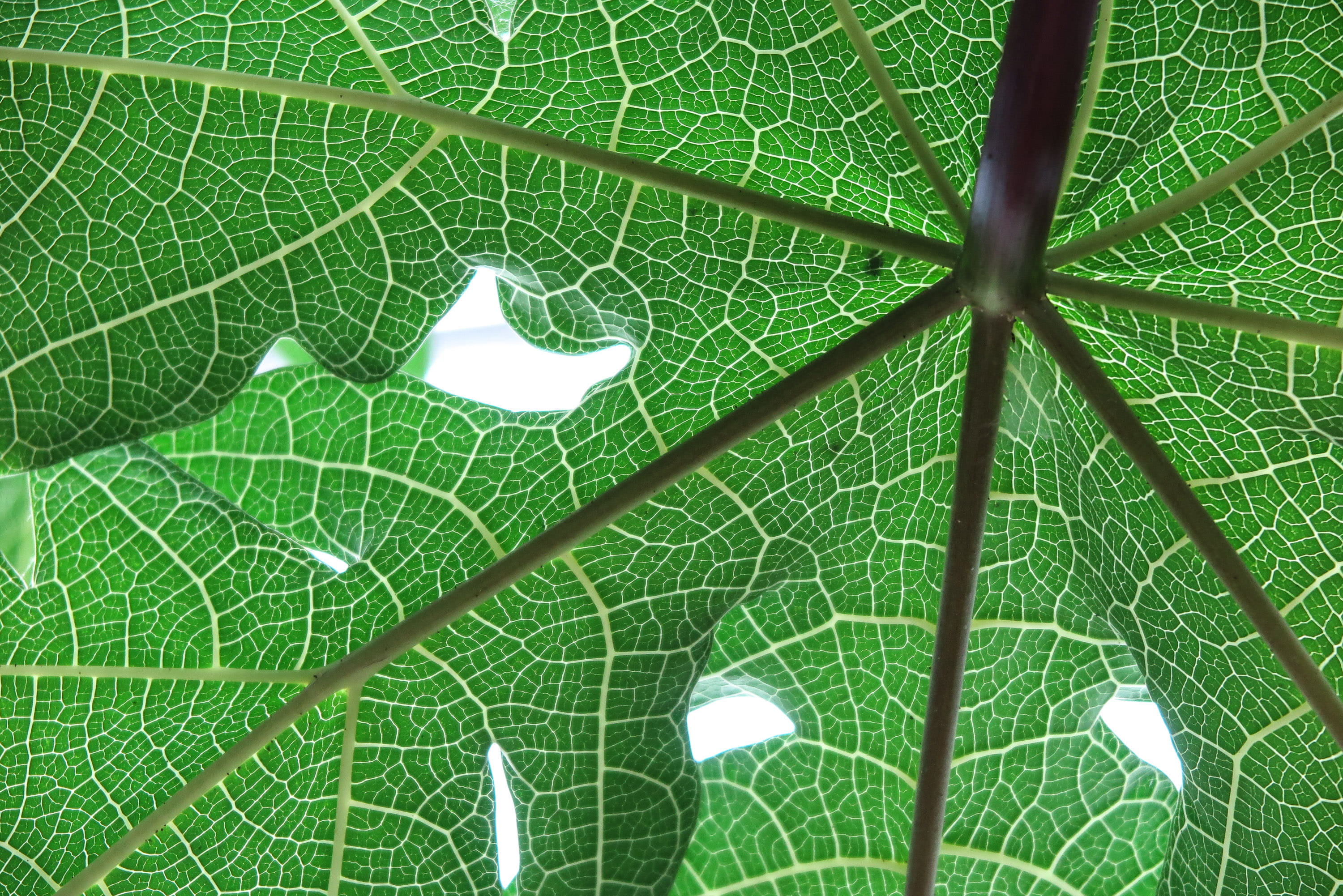 growth, pattern, background, natural, freshness, plant, large, anatomy, no people, day, natural pattern, textured, fragility, organic, plant part, veins, HD Wallpaper