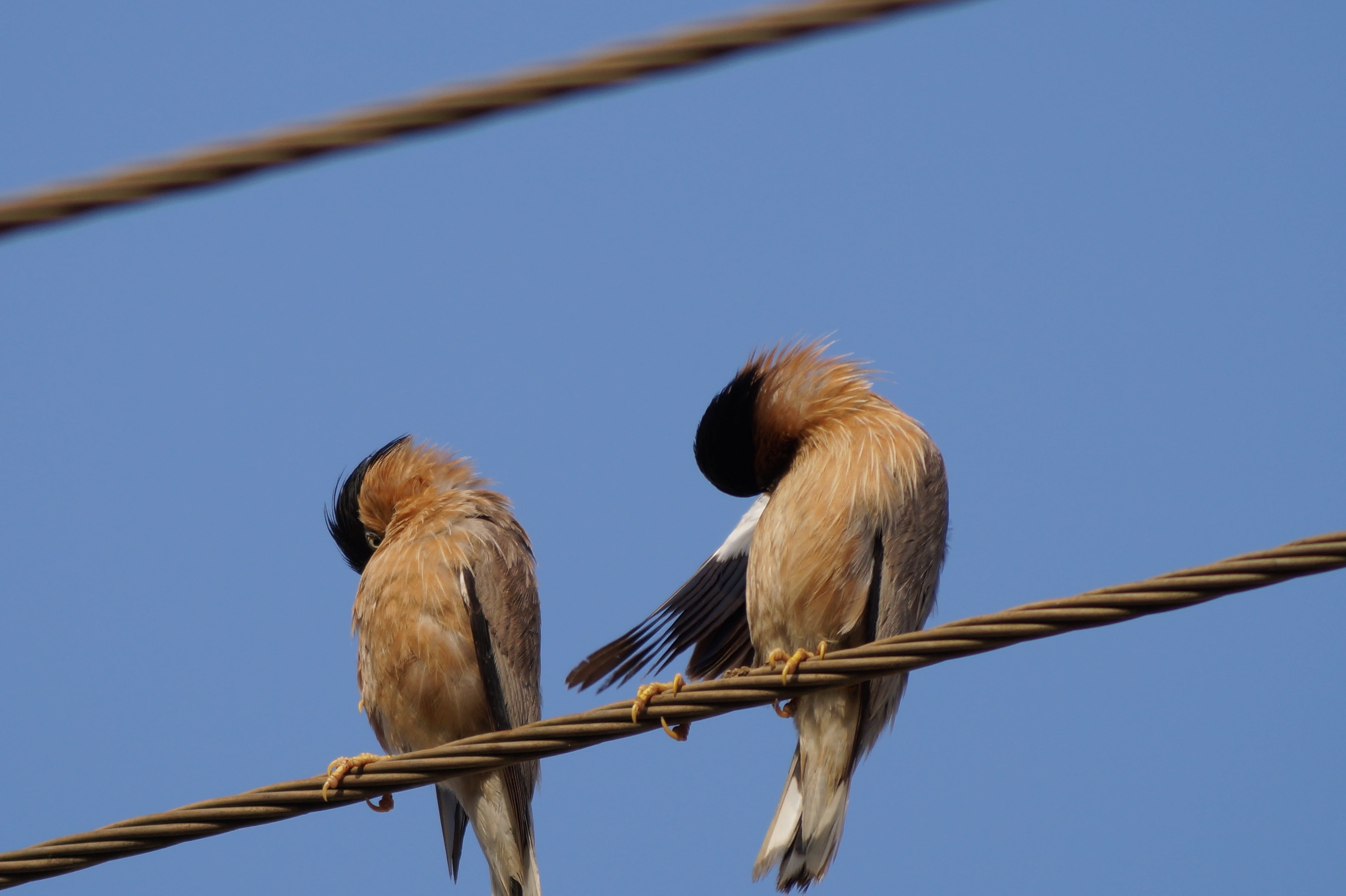 perching, wire, animal wildlife, low angle view, resolution, branch, cable, high, sky, birds, beak, sitting, tree, animal themes, clear sky, outdoors, vertebrate, HD Wallpaper