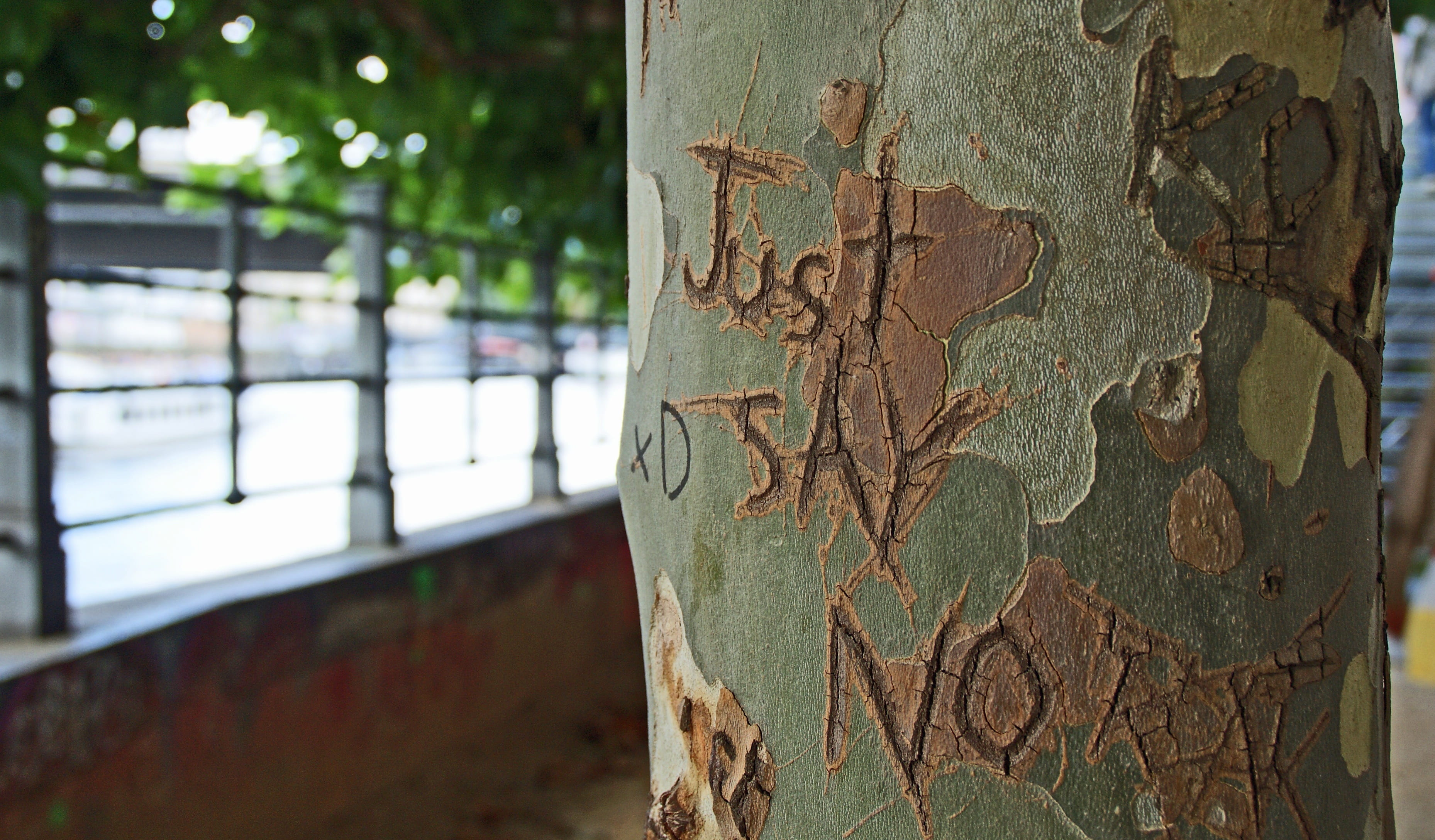 no people, textured, 2K, trunk, boundary, tree trunk, focus on foreground, words, wood - material, rusty, etched, bark, no, outdoors, brown, barrier, security, HD Wallpaper