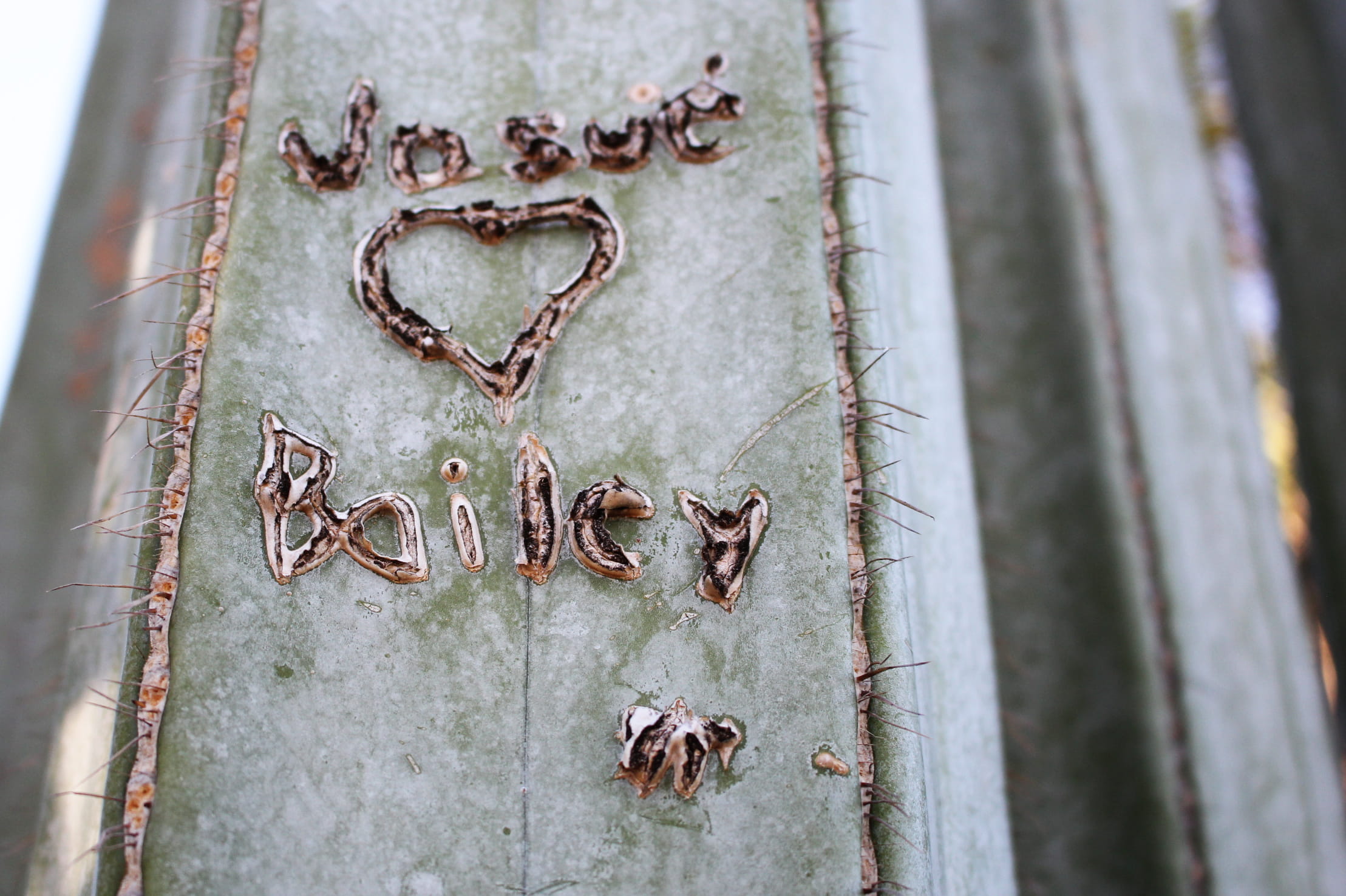 heart shape, thorn, nature, scribble, craft, desert, graffiti, wood - material, macro, united states, 1080P, dry, message, closeup, emotion, old, close-up, HD Wallpaper