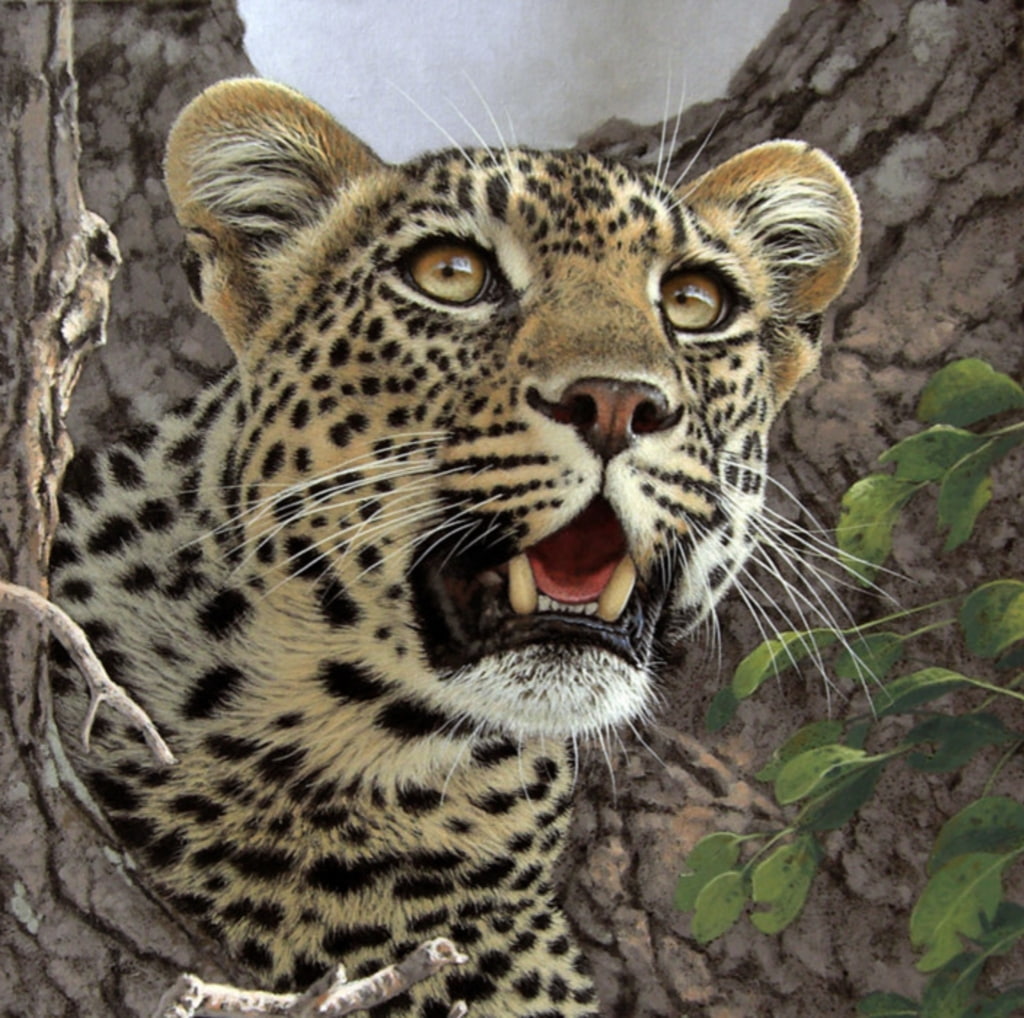 carnivora, outdoors, big cat, animal themes, art, nature, feline, animal markings, mouth open, face, animal, close-up, animal head, animal wildlife, day, HD Wallpaper