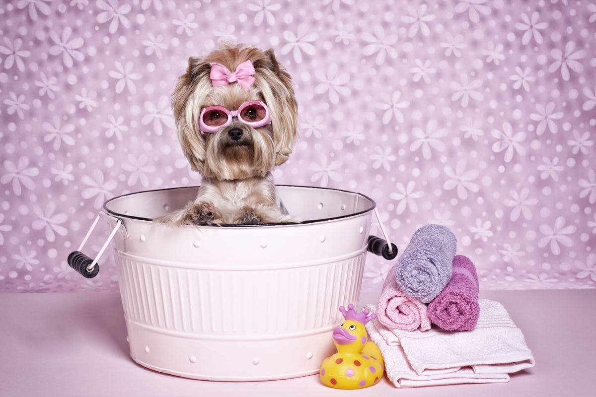 bow, sunglasses, pink, cute, dog, bath, 480P, :), funny, caine, animal, puppy, HD Wallpaper