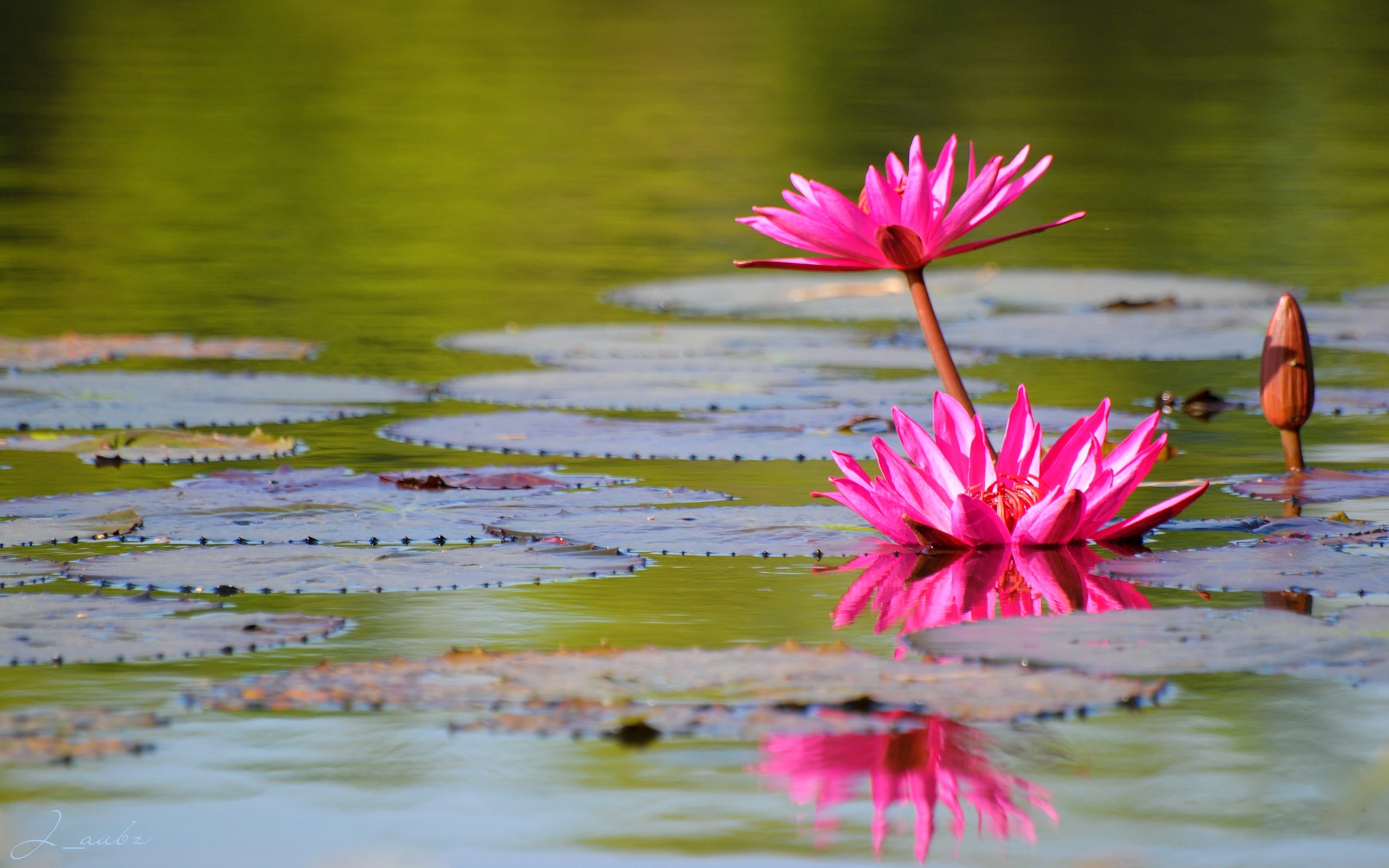 yellow, flowering plant, beauty In Nature, pink Color, lake, tranquil Scene, red, bud, growth, pond, flower Head, water Lily, asia, floating On Water, lotus, HD Wallpaper