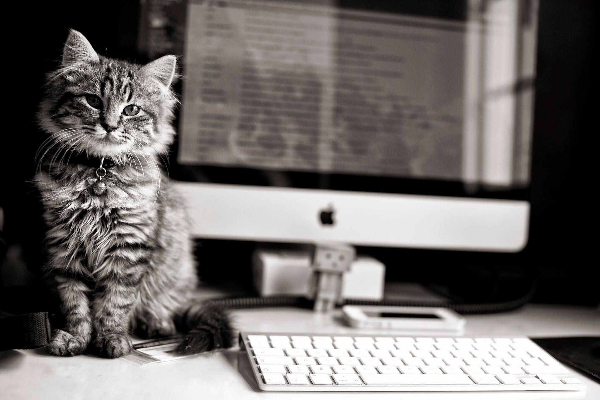 apple, my new workpla, bell, animals, keyboard, kitty, apple pc, animal, kittens, 1080P, cats, kitten, workplace, cute, new, HD Wallpaper