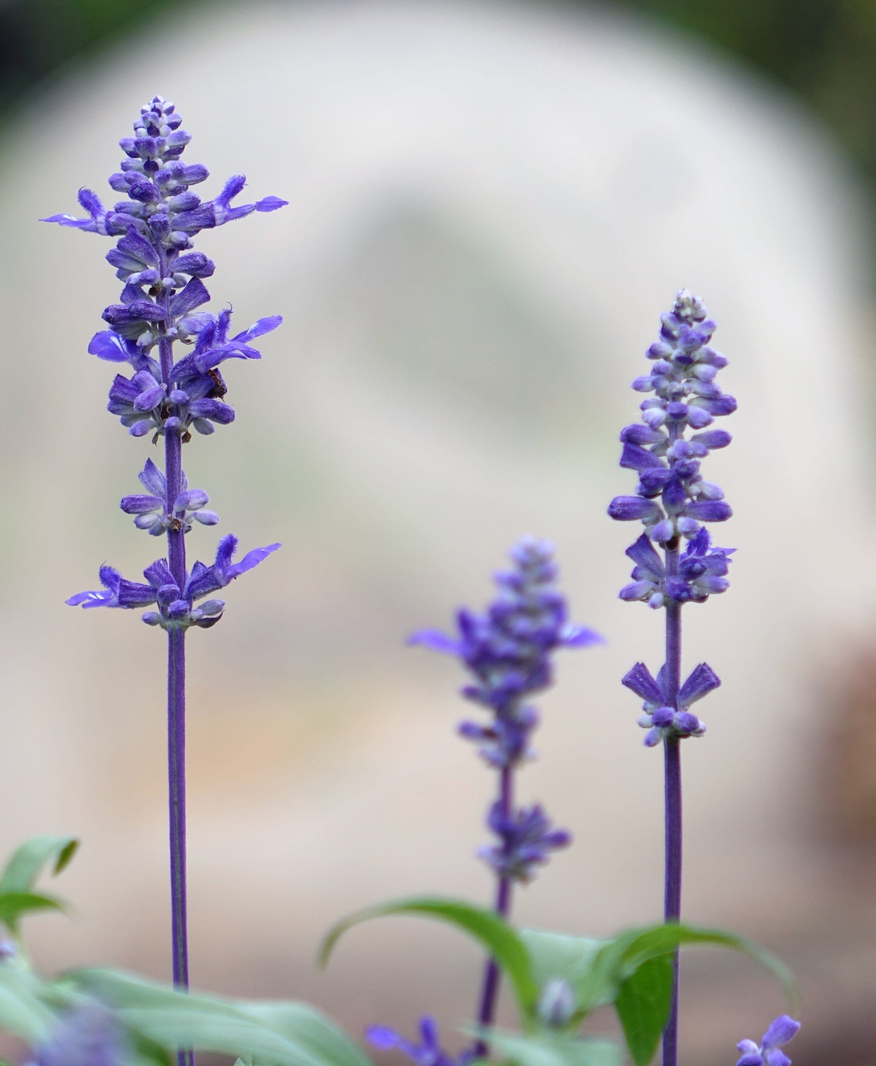 flower, nature, freshness, beauty in nature, growth, fragility, sage, flower head, flowering plant, close-up, lavender, petal, plant, selective focus, no people, Phone HD Wallpaper