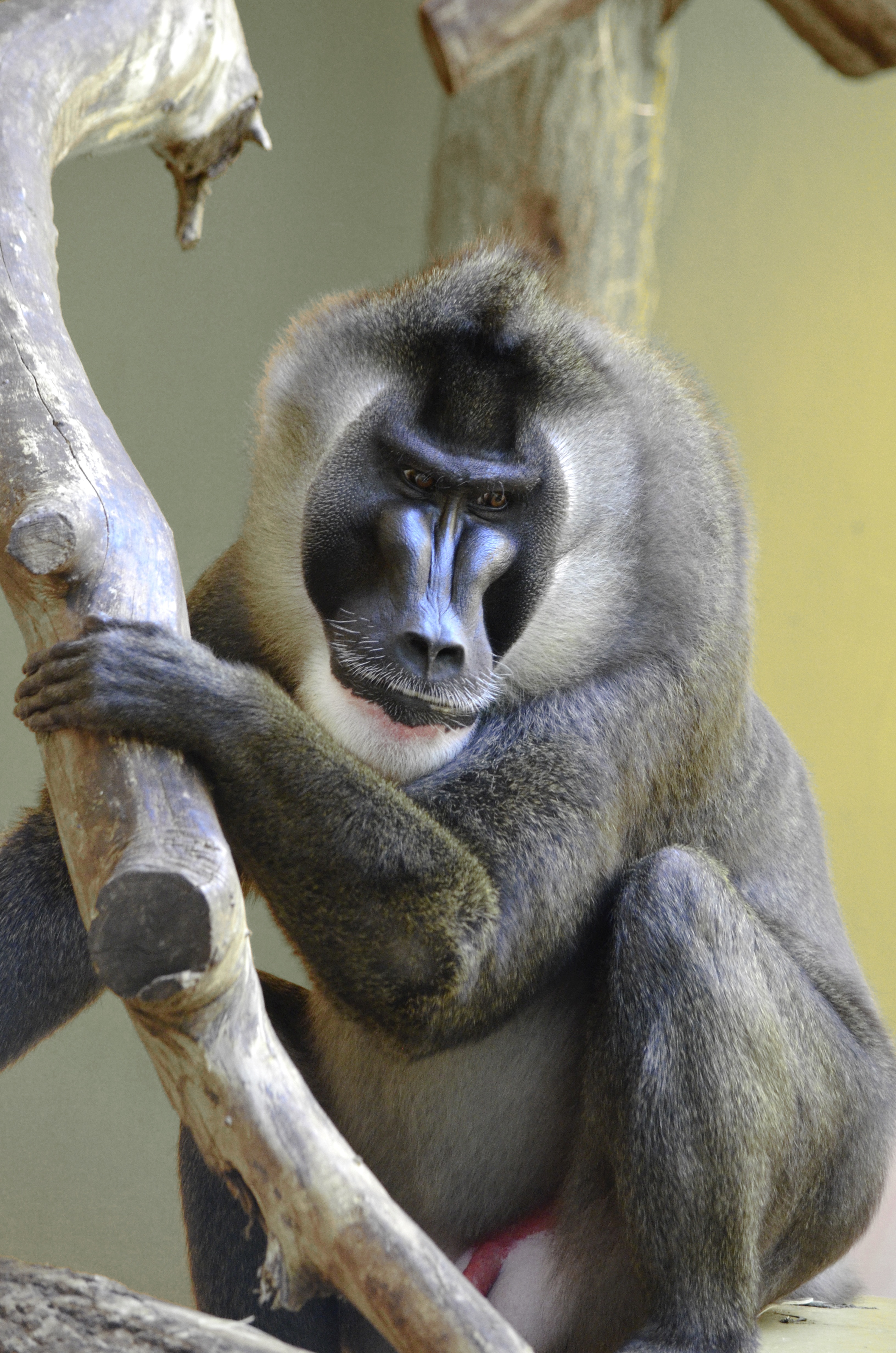 no people, day, animal wildlife, animals in the wild, close-up, drill, monkey, africa, vertebrate, animal family, strong, endangered, dangerous, mandrillus leucophaeus, Phone HD Wallpaper
