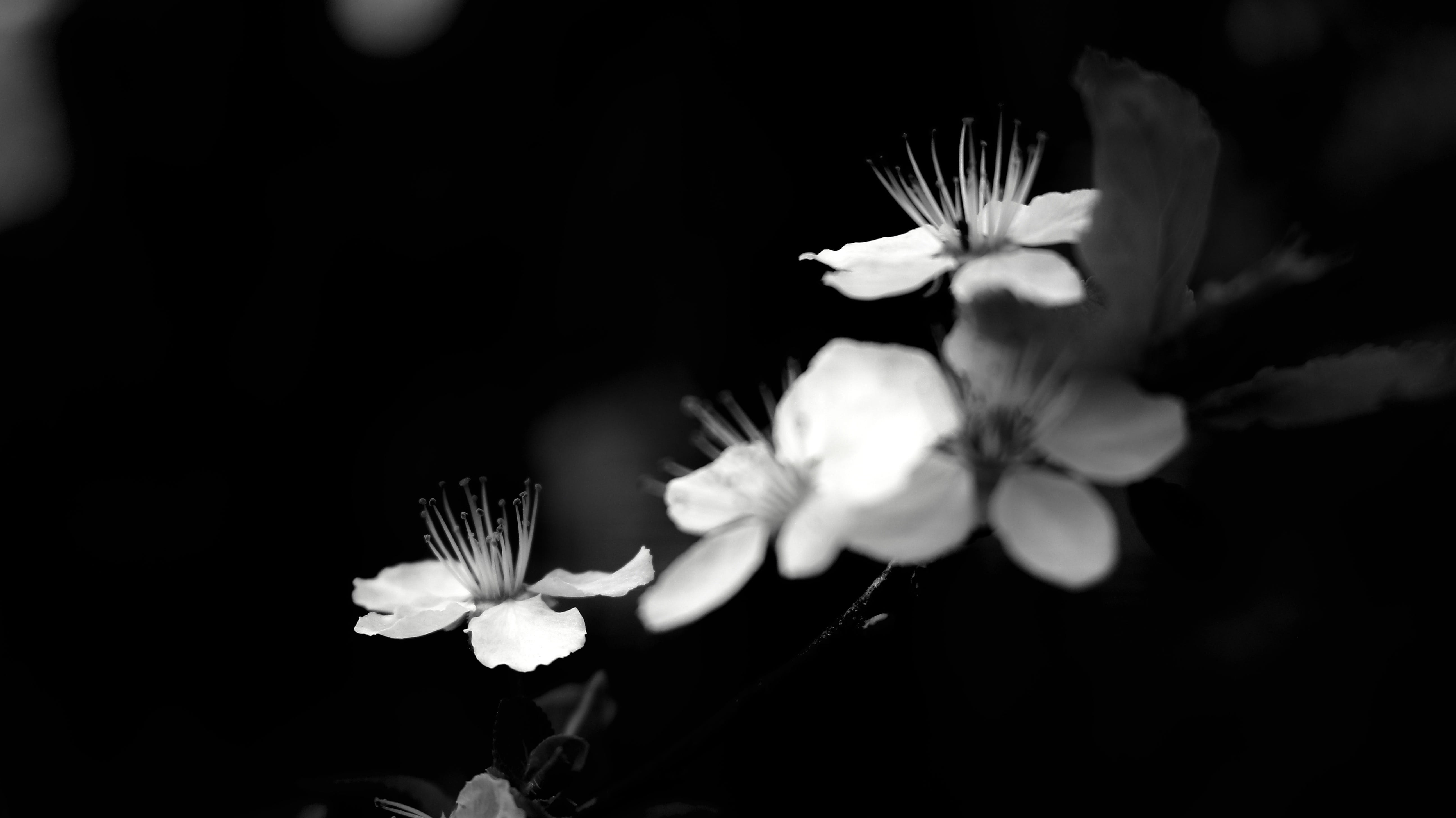 flower, plant, flowering plant, model, beauty in nature, effect, freshness, 5K, executive summary, grey, black background, black, flower head, background, HD Wallpaper