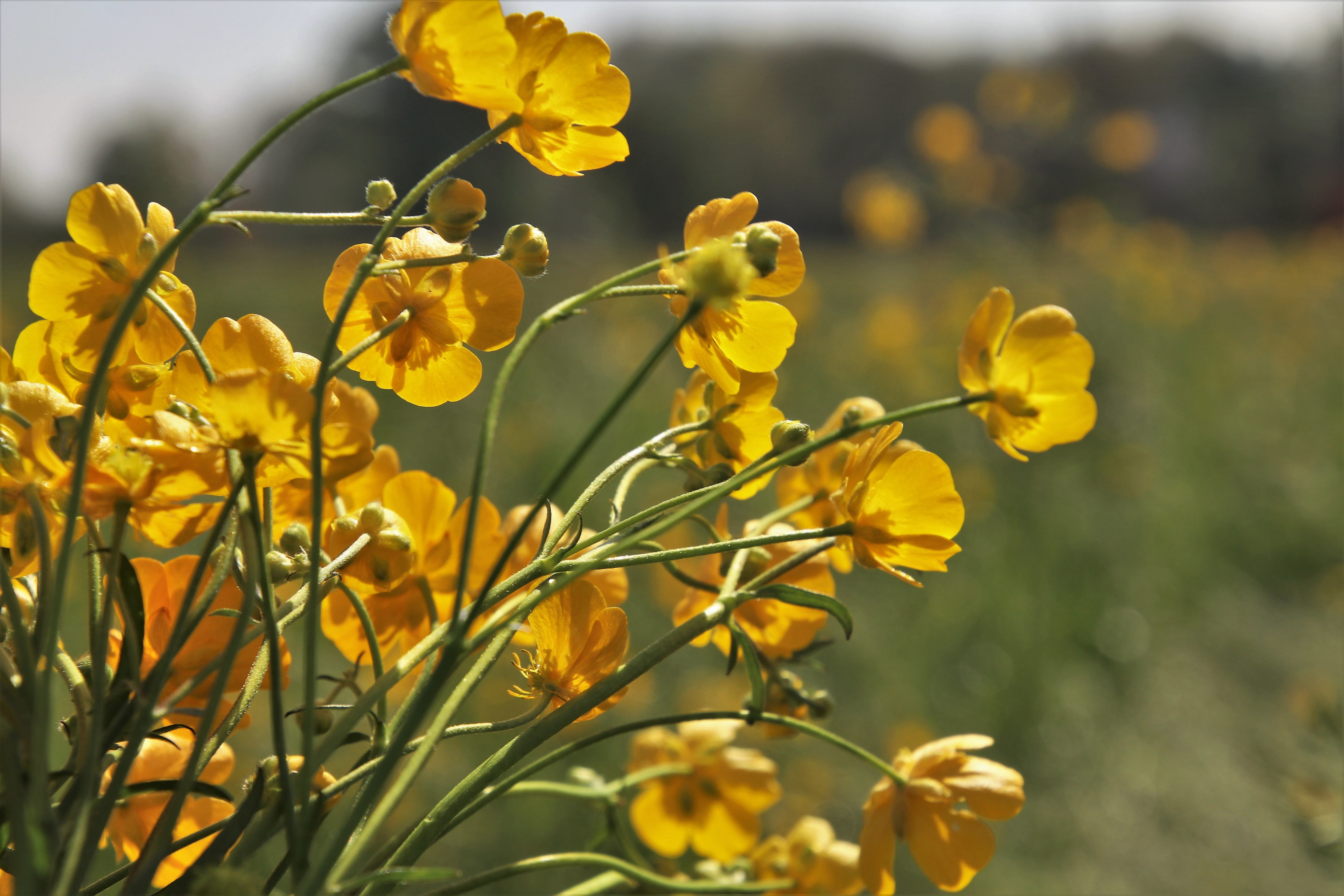 yellow, outdoors, fragility, green, no one, panoramic, spring, focus on foreground, petal, selective focus, flower, freshness, season, field, at the court of, HD Wallpaper