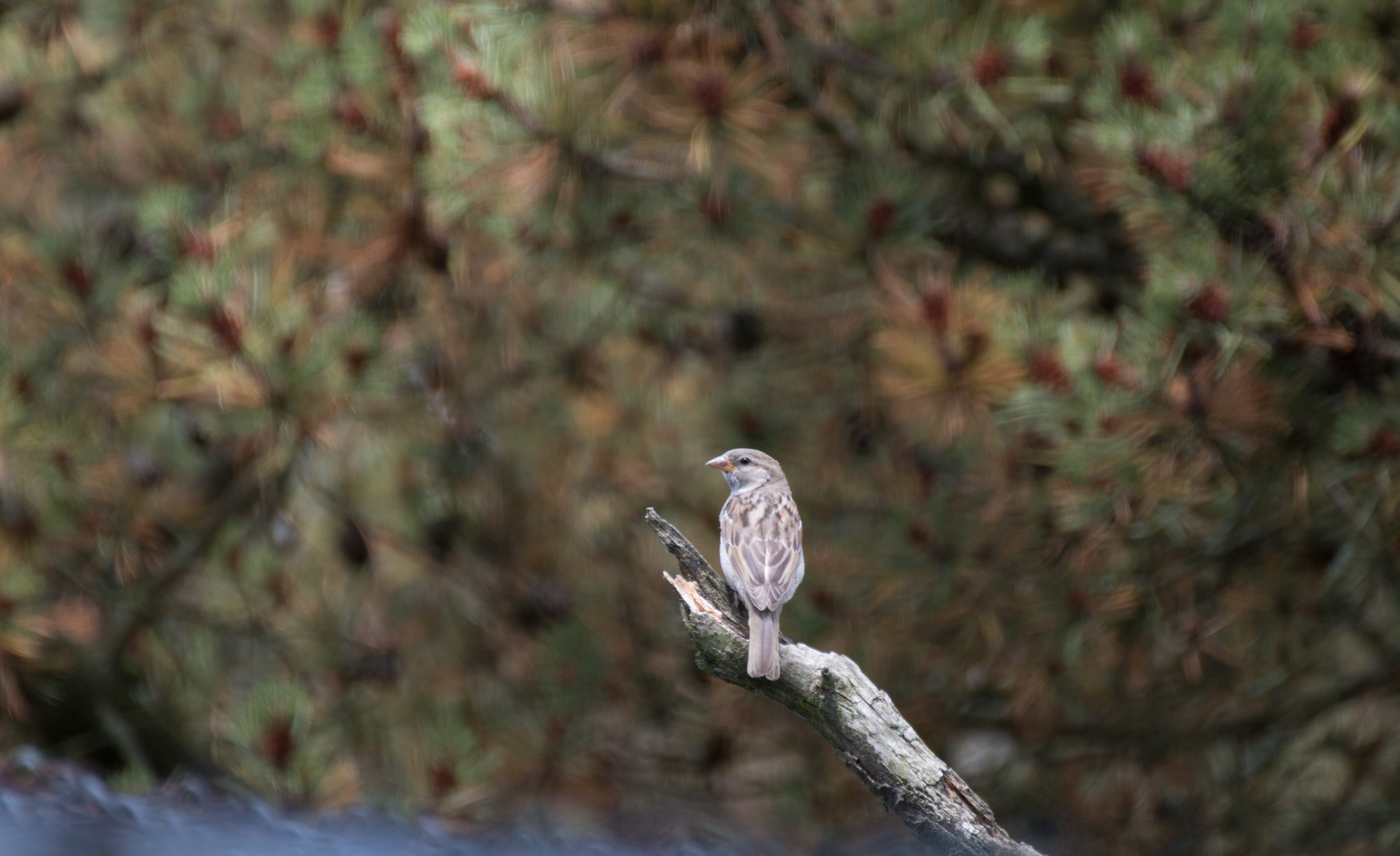 animals in the wild, summary, animal wildlife, feather, land, day, focus on foreground, animal themes, tree, forest, sparrow, beauty in nature, coniferous tree, HD Wallpaper