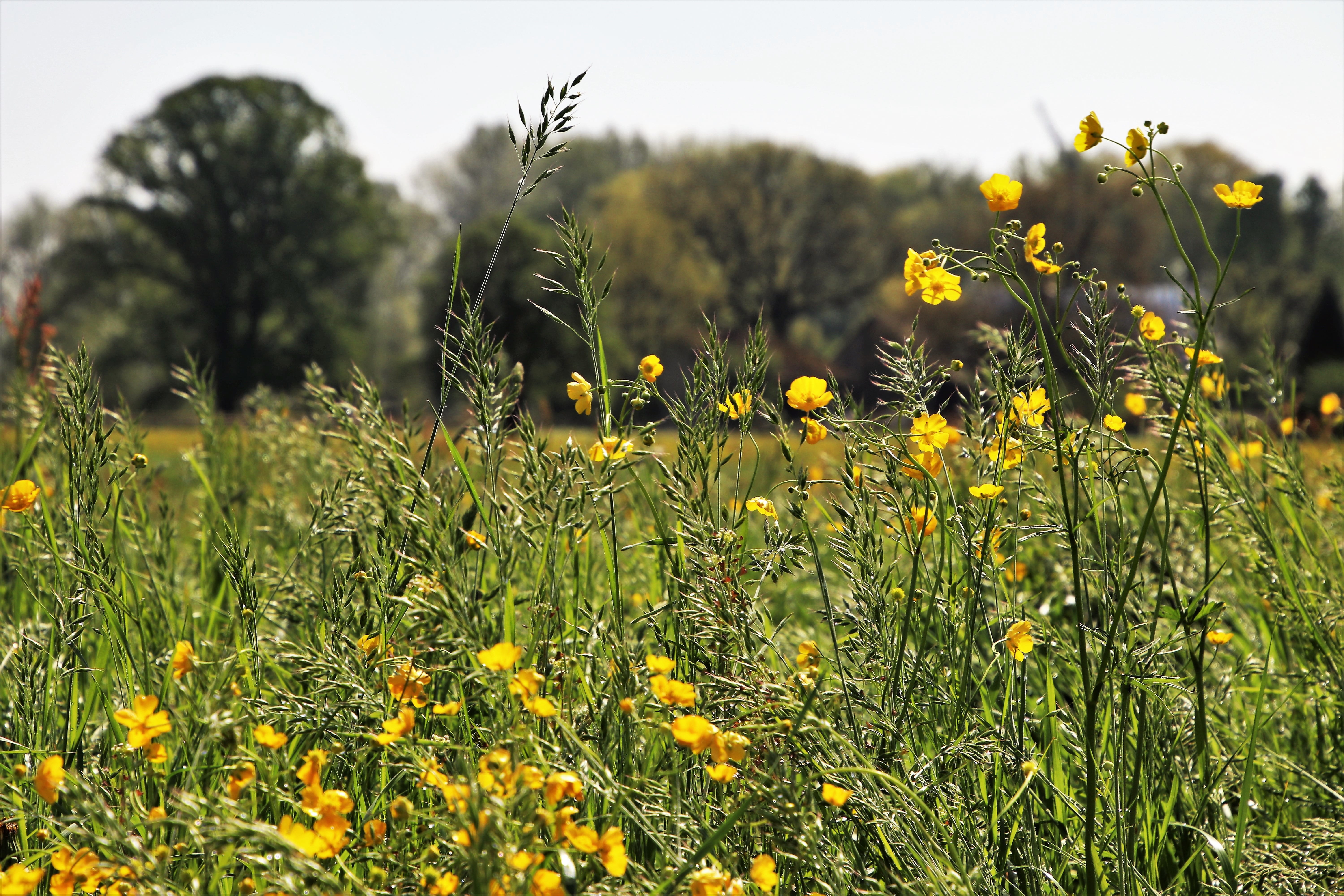 your marigolds, petaled, outdoors, bloom, rural district, pasture land, grass, flowers, vulnerability, 5K, field, sky, spring, landscape, a summary of the, HD Wallpaper