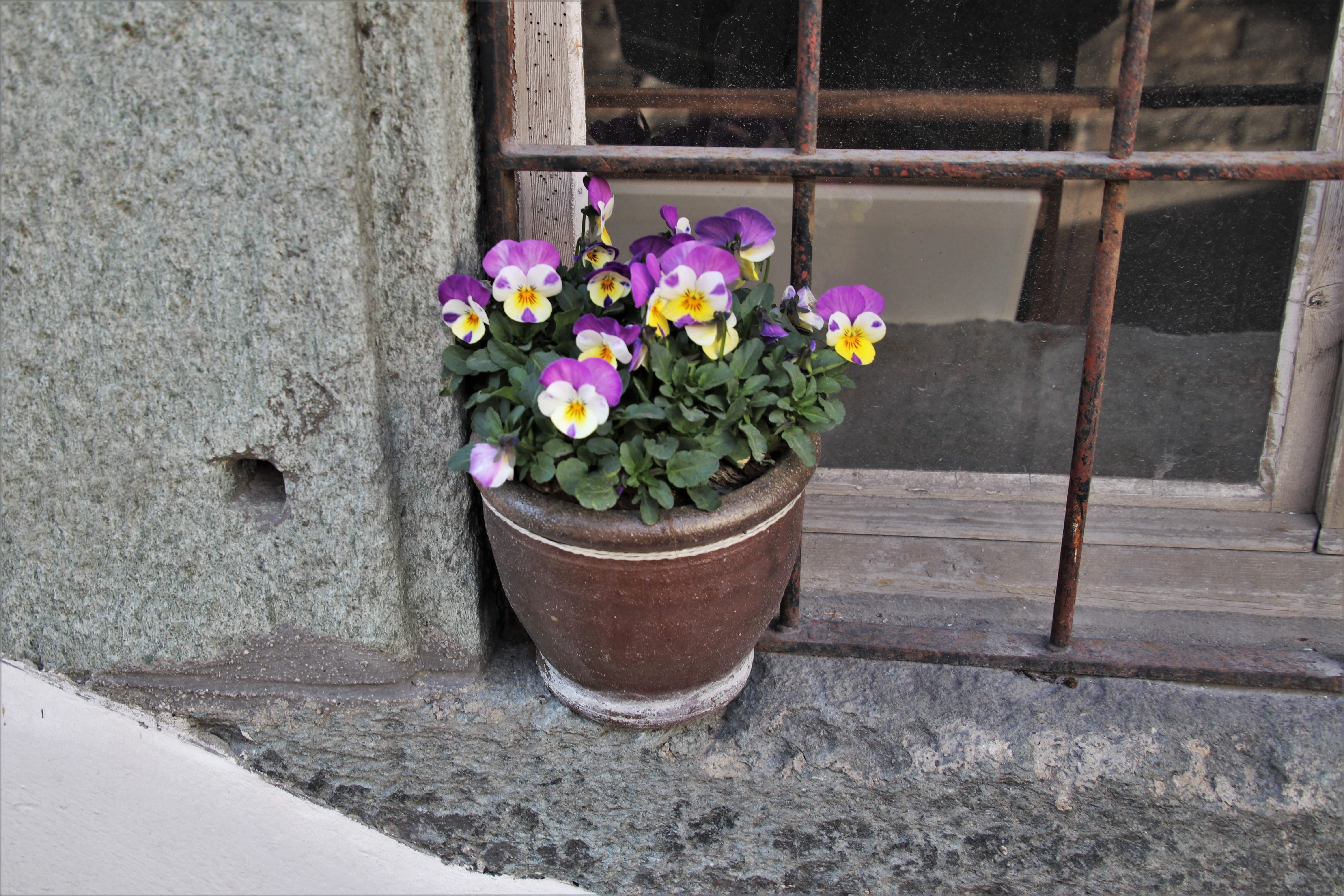 flower pot, vulnerability, rust, old, built structure, gray, freshness, old window, a summary of the, architecture, extinct, flower head, transient, potted plant, HD Wallpaper