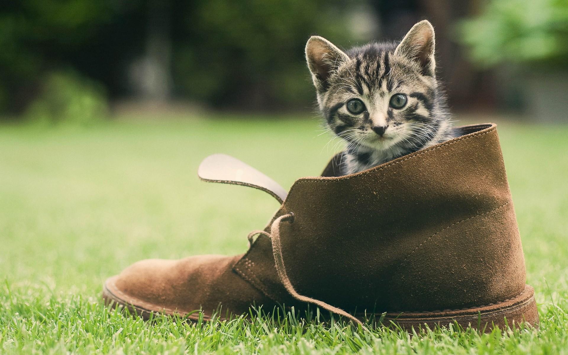 kitten, 1080P, footwear, HD Wallpaper