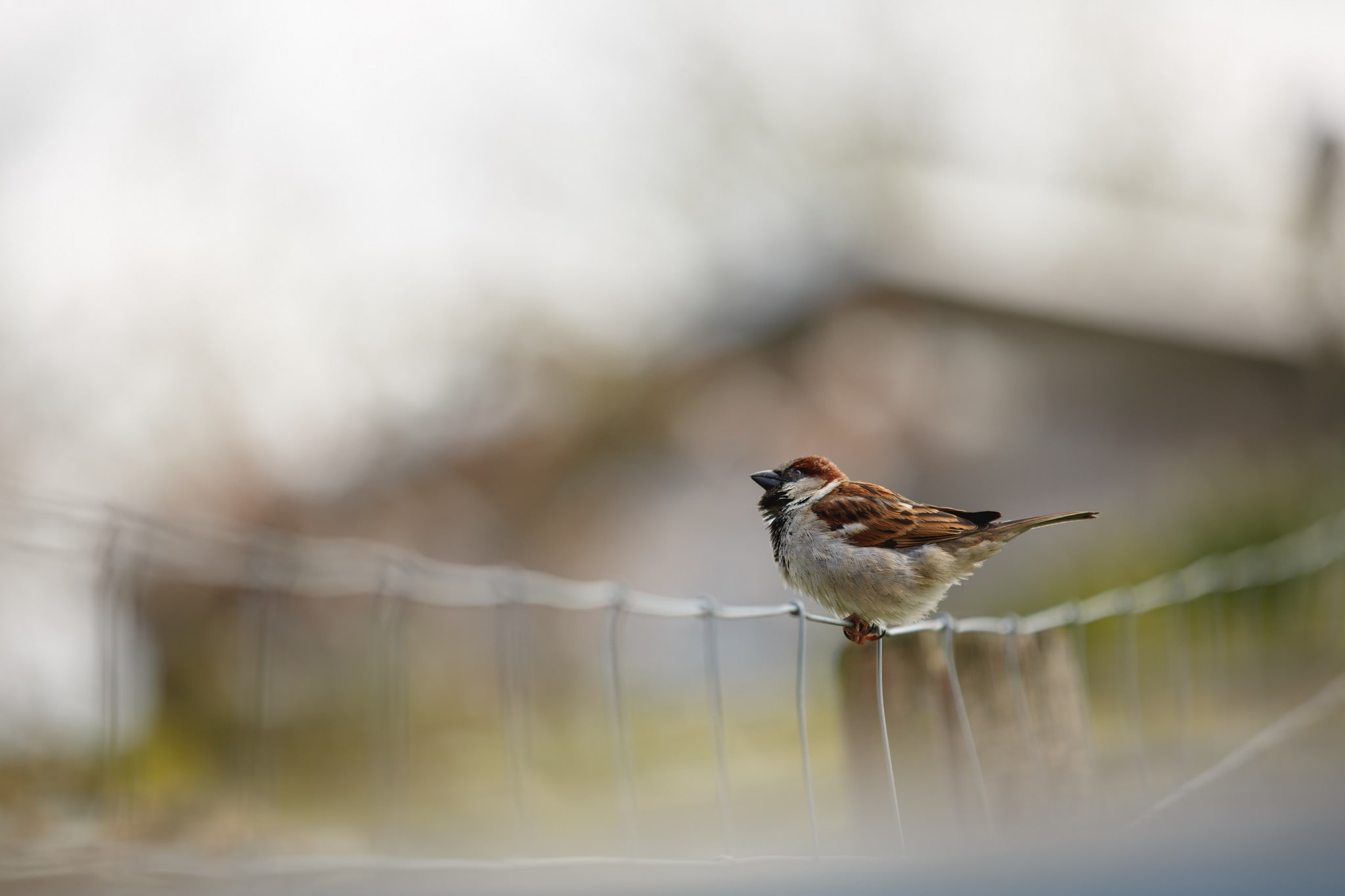 birds, photography, vertebrate, blurred, one animal, no people, animal, focus on foreground, sparrow, bird, close-up, 1080P, looking, beauty in nature, HD Wallpaper