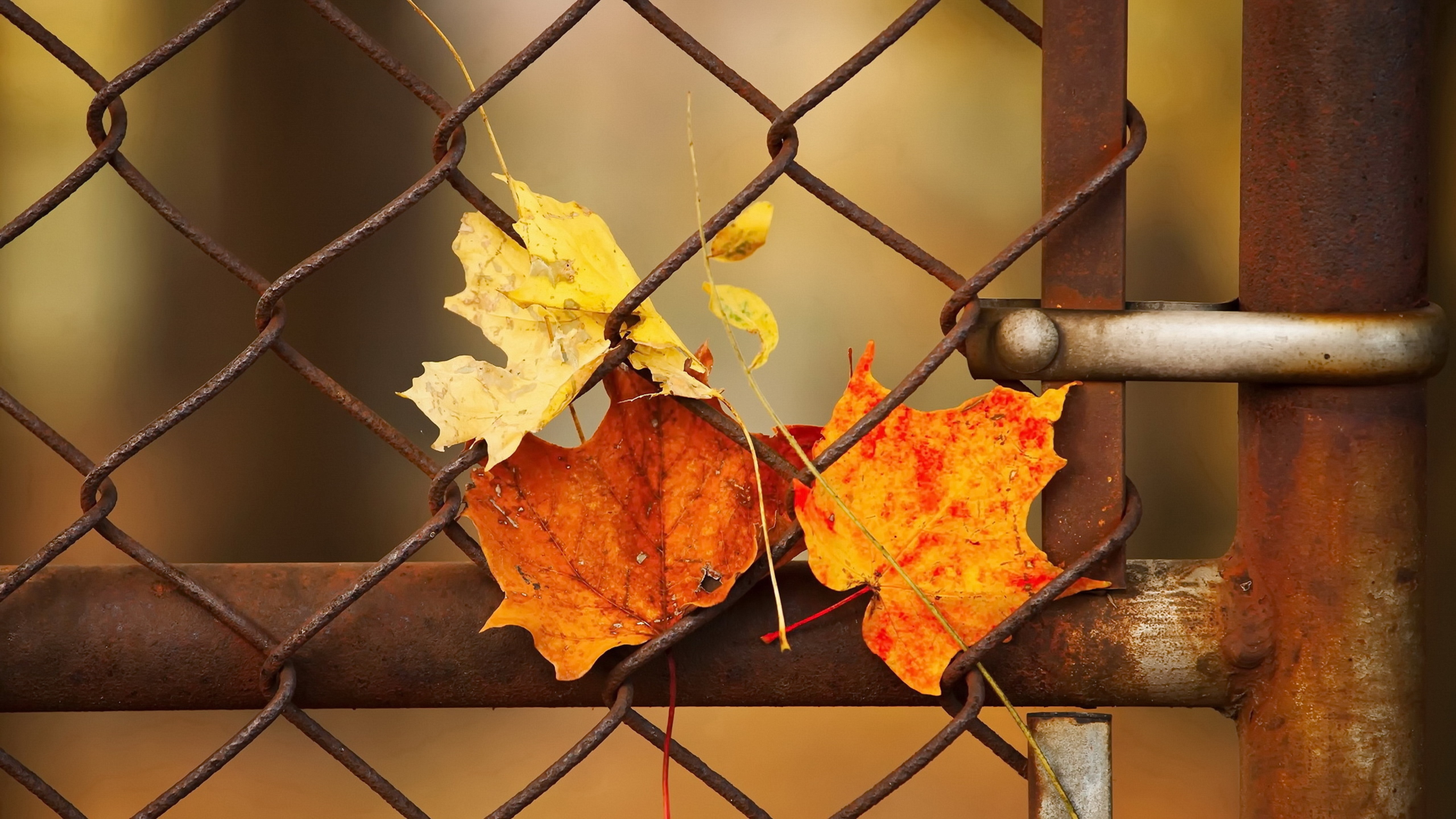 orange color, protection, maple leaf, plant part, chainlink fence, safety, close-up, dry, change, no people, outdoors, leaf, security, autumn, boundary, HD Wallpaper