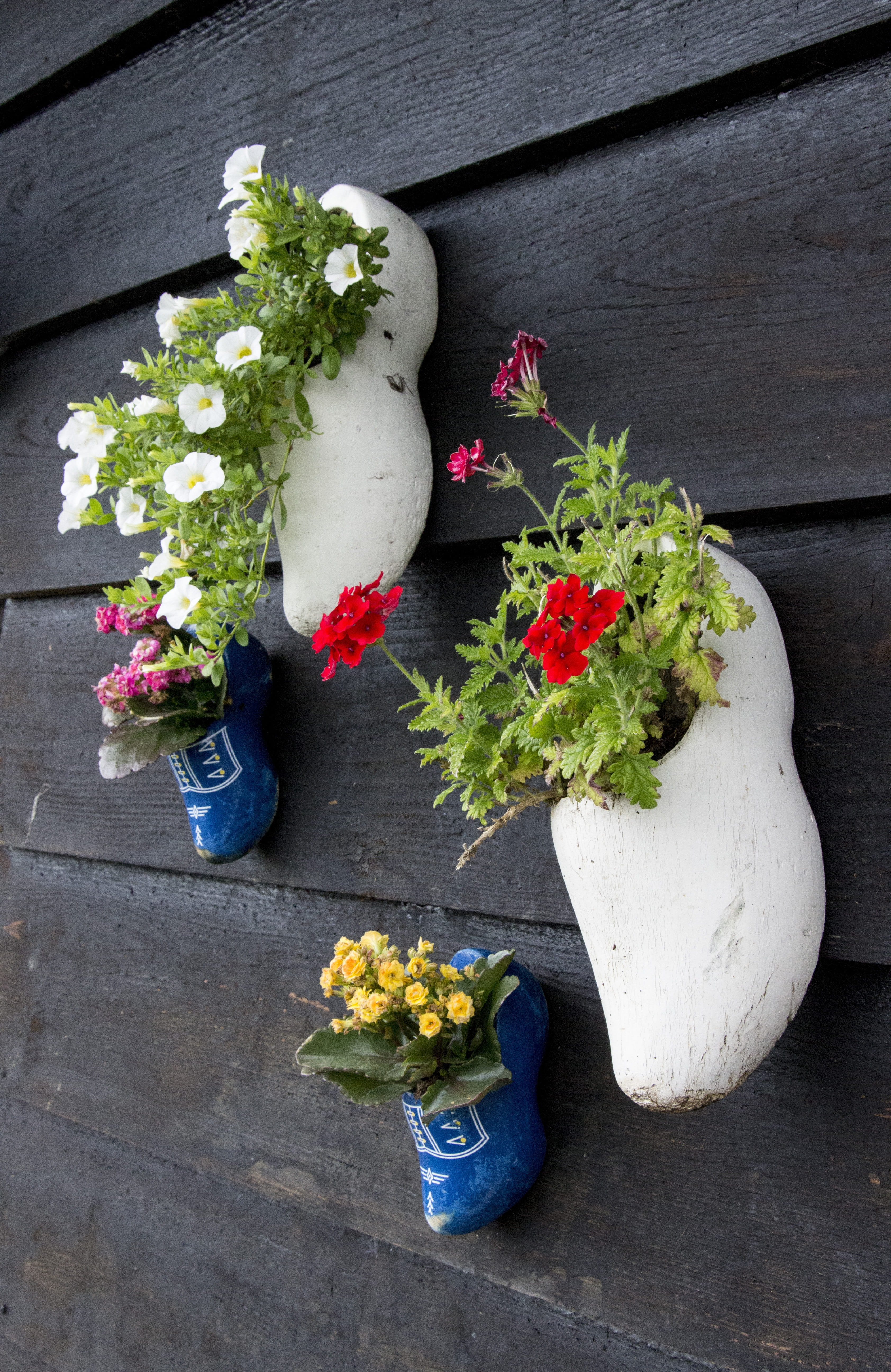 5K, freshness, garden shoe, amsterdam, clog, plant, fragility, flowerpot, growth, netherlands, inflorescence, flower head, wall, outdoors, traditionally, Phone HD Wallpaper