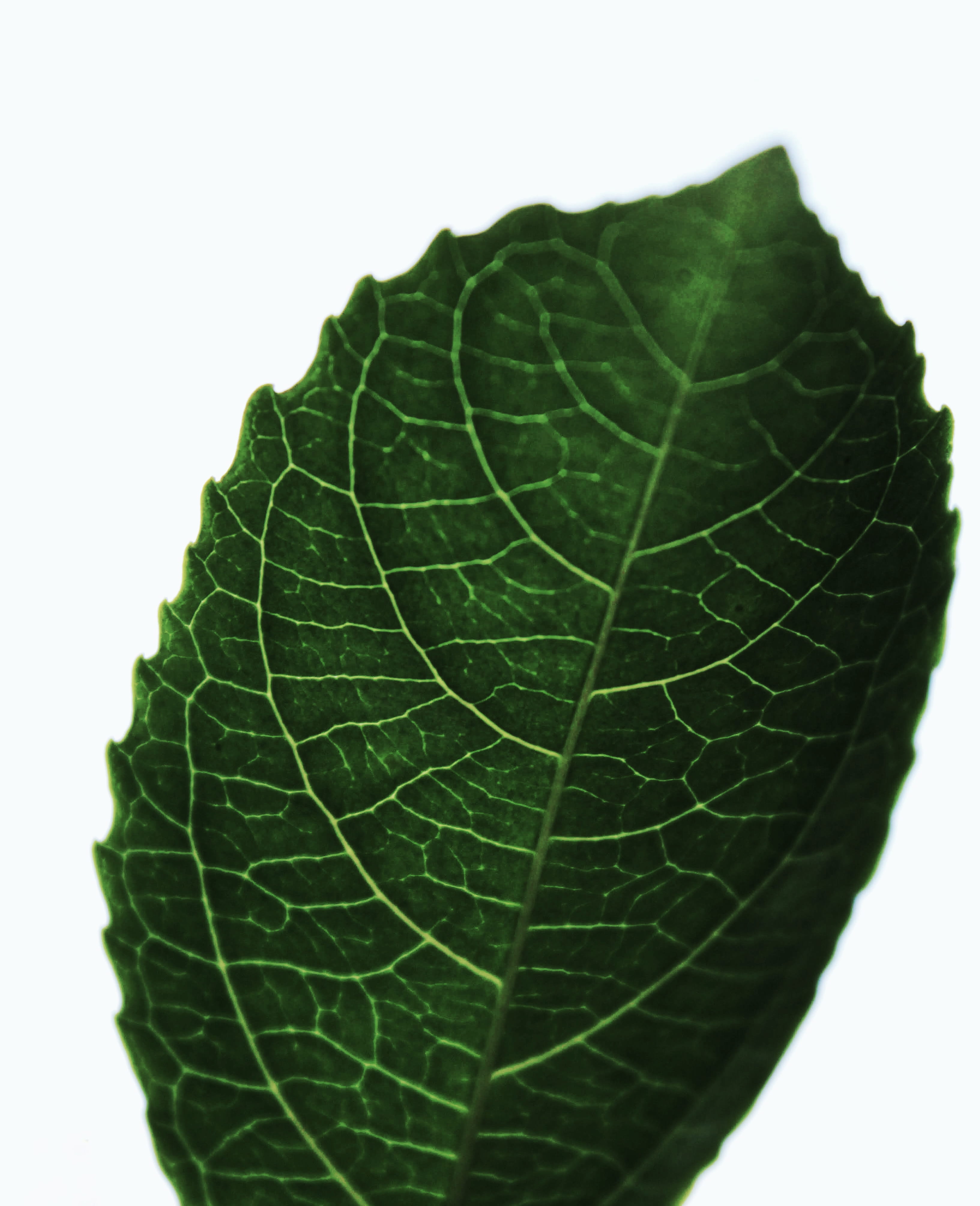 food and drink, insect, leaf vein, cylinder, tick, leaf, ant, close-up, healthy eating, clock, green, basin, indoors, freshness, fruit, beauty in nature, Phone HD Wallpaper